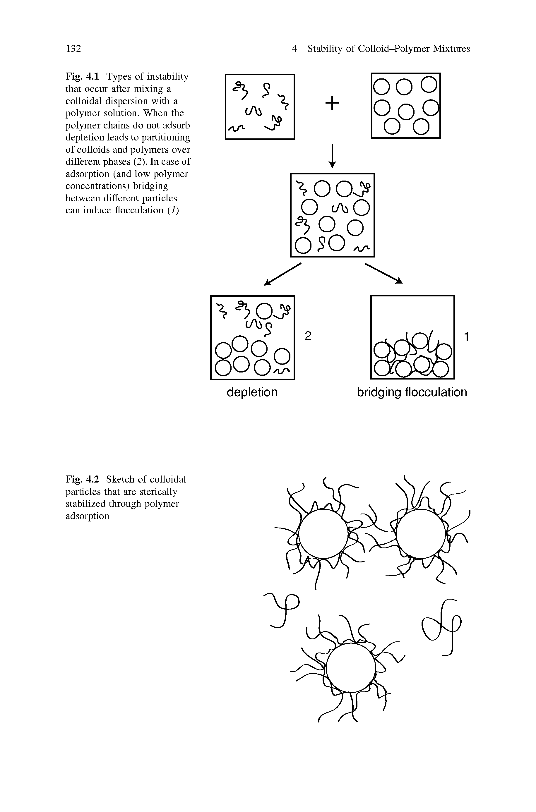 Fig. 4.1 Types of instability that occur after mixing a colloidal dispersion with a polymer solution. When the polymer chains do not adsorb depletion leads to partitioning of colloids and polymers over different phases (2). In case of adsorption (and low polymer concentrations) bridging between different particles can induce flocculation (1)...