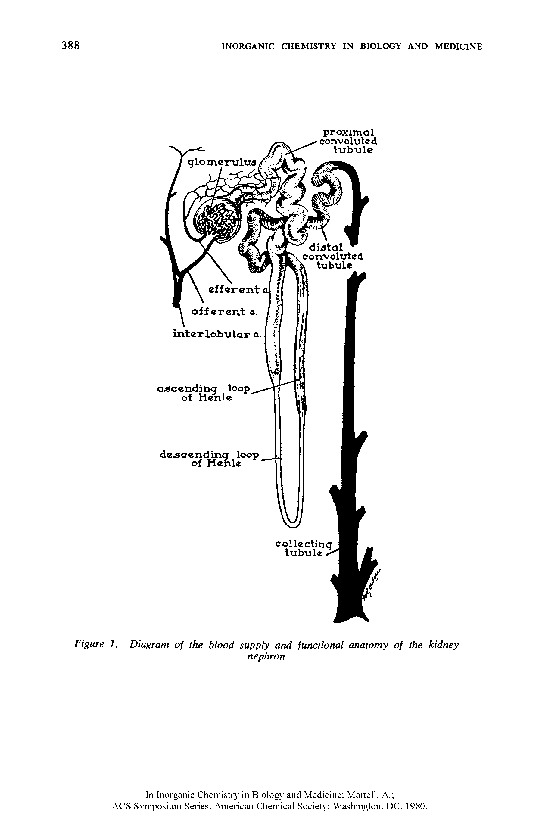 Figure 1. Diagram oj the blood supply and junctional anatomy of the kidney...