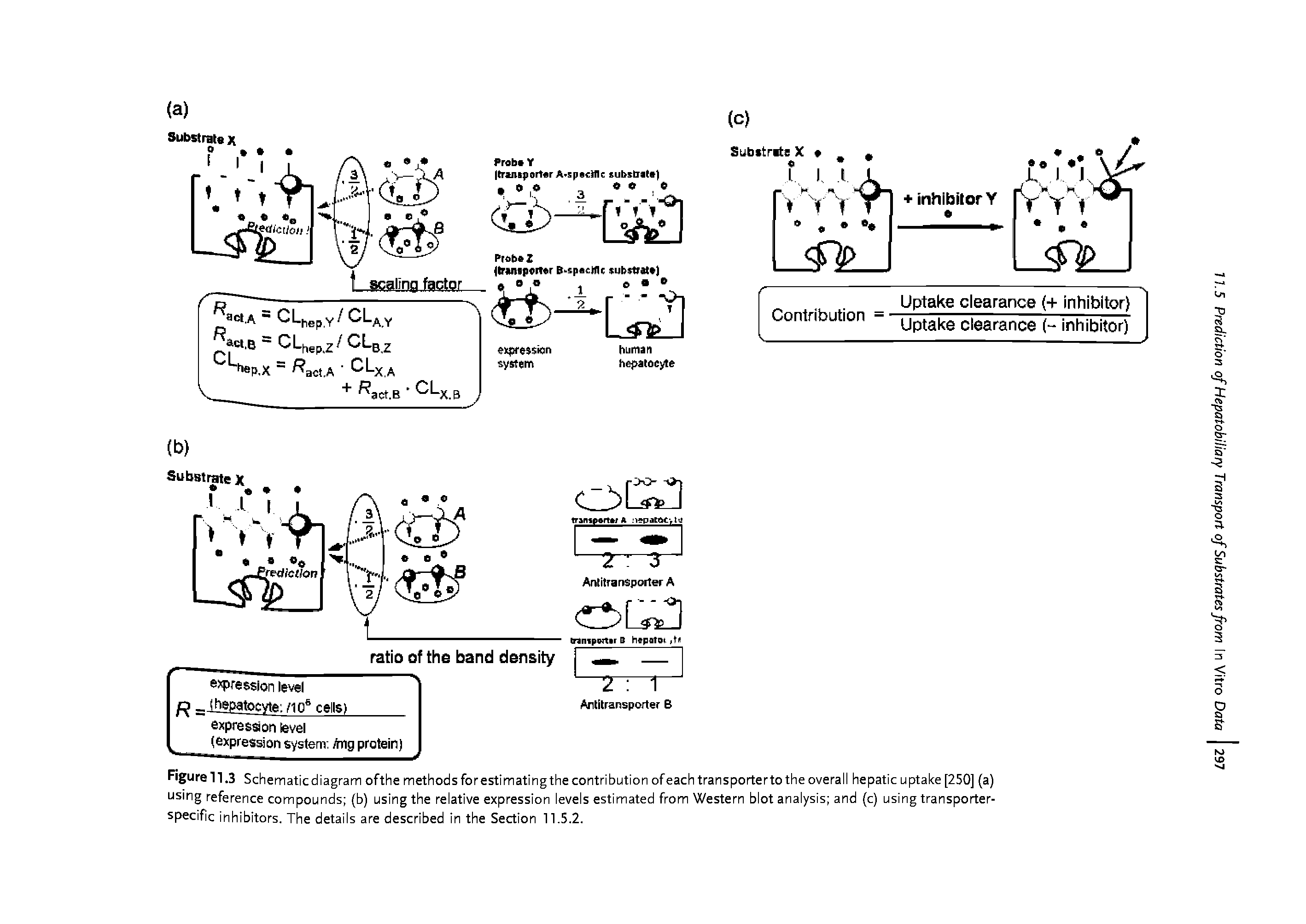 Figure 11.3 Schematic diagram ofthe methods for estimating the contribution of each transporter to the overall hepatic uptake [250] (a) using reference compounds (b) using the relative expression levels estimated from Western blot analysis and (c) using transporter-specific inhibitors. The details are described in the Section 11.5.2.