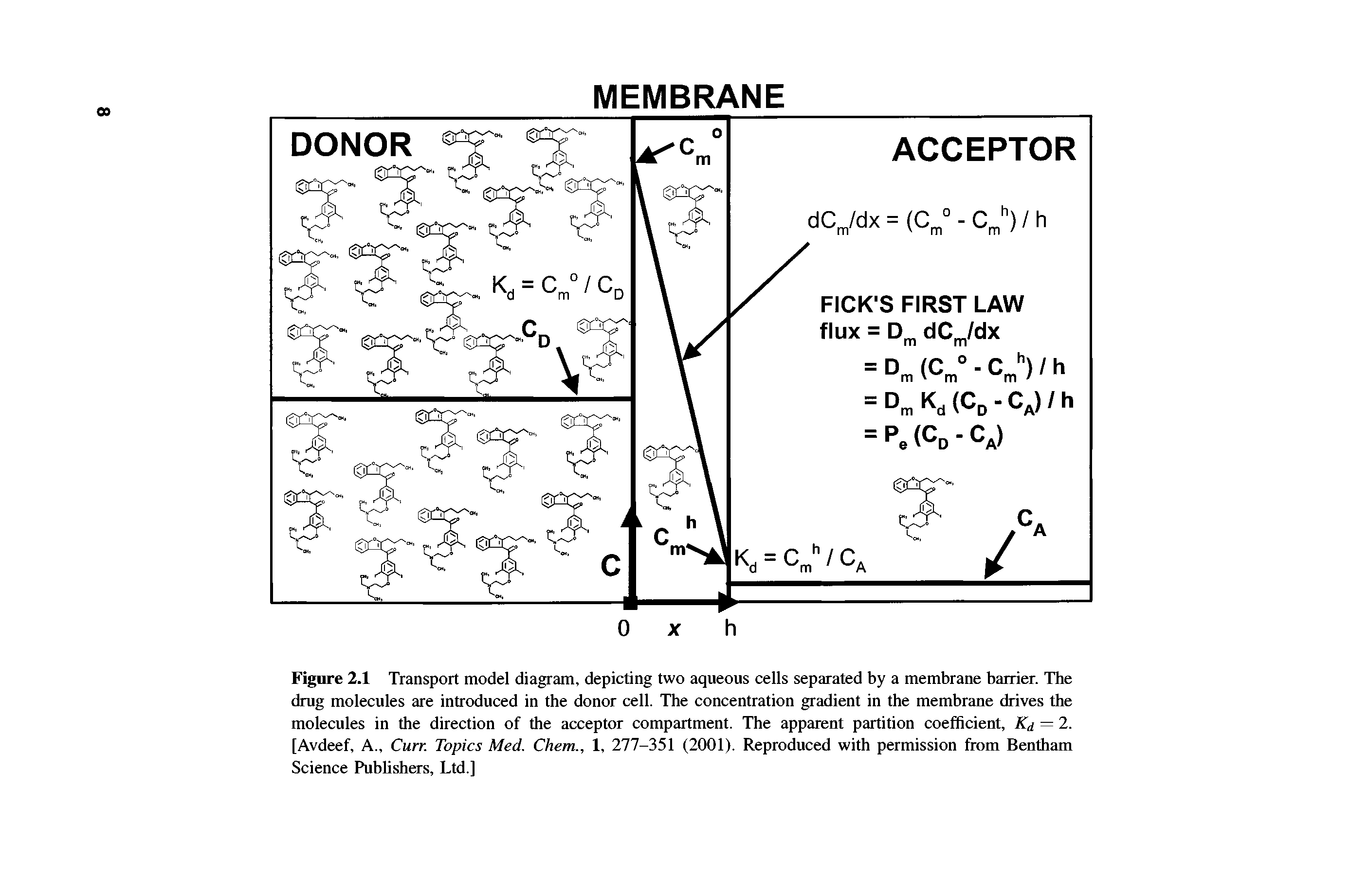 Figure 2.1 Transport model diagram, depicting two aqueous cells separated by a membrane barrier. The drug molecules are introduced in the donor cell. The concentration gradient in the membrane drives the molecules in the direction of the acceptor compartment. The apparent partition coefficient, Kd = 2. [Avdeef, A., Curr. Topics Med. Chem., 1, 277-351 (2001). Reproduced with permission from Bentham Science Publishers, Ltd.]...