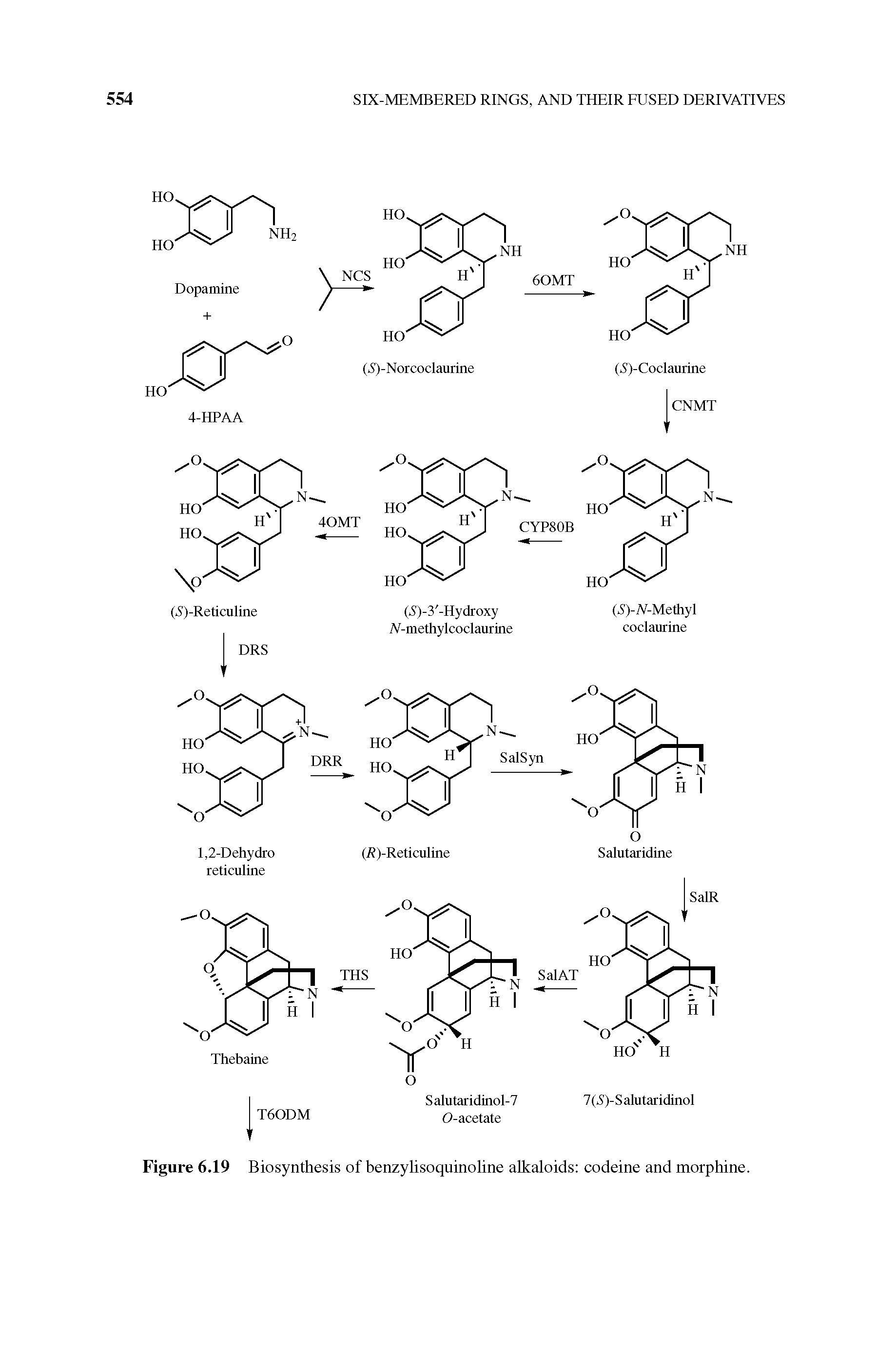 Figure 6.19 Biosynthesis of benzylisoquinoline alkaloids codeine and morphine.