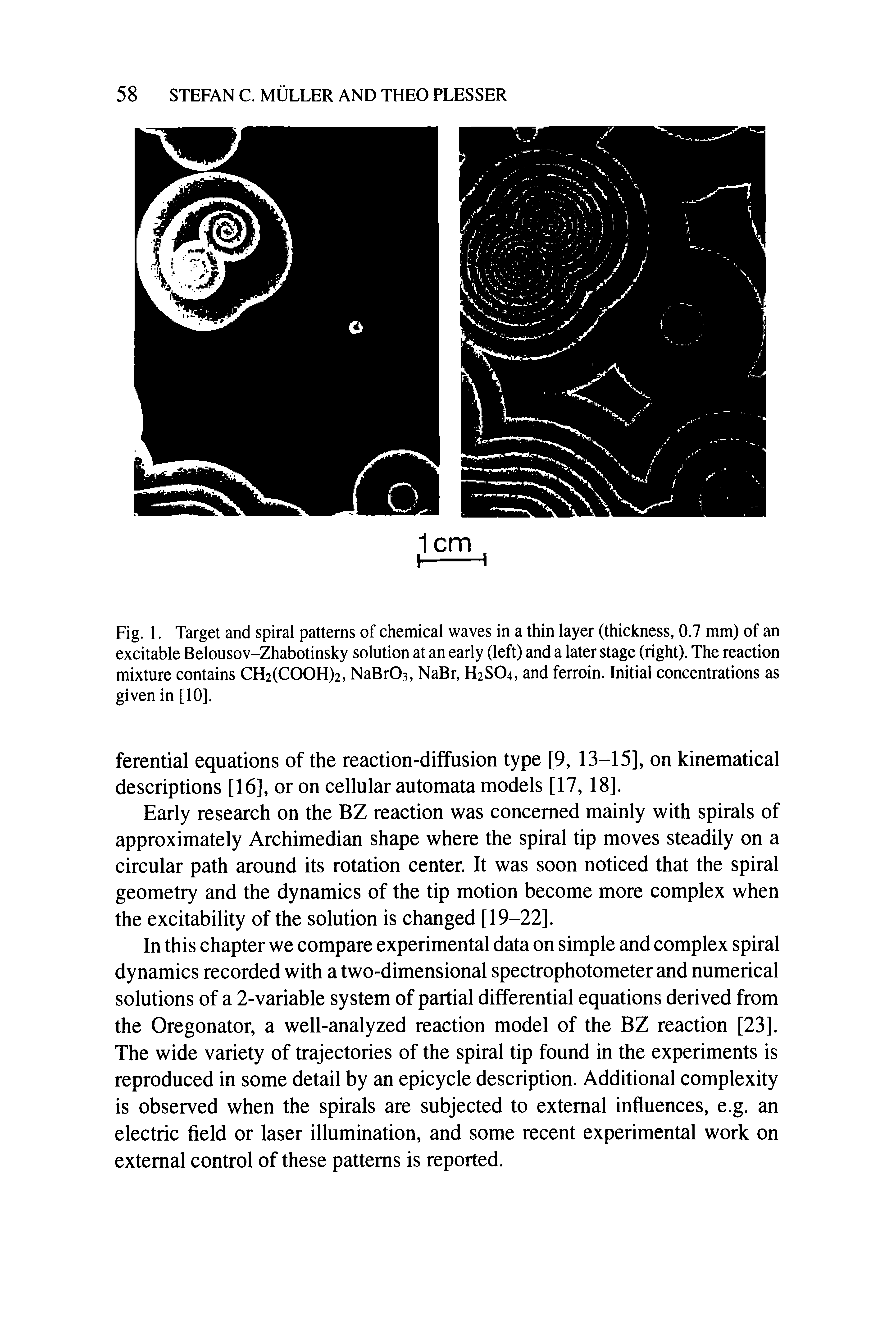 Fig. 1. Target and spiral patterns of chemical waves in a thin layer (thickness, 0.7 mm) of an excitable Belousov-Zhabotinsky solution at an early (left) and a later stage (right). The reaction mixture contains CH2(COOH)2, NaBrOs, NaBr, H2SO4, and ferroin. Initial concentrations as given in [10].