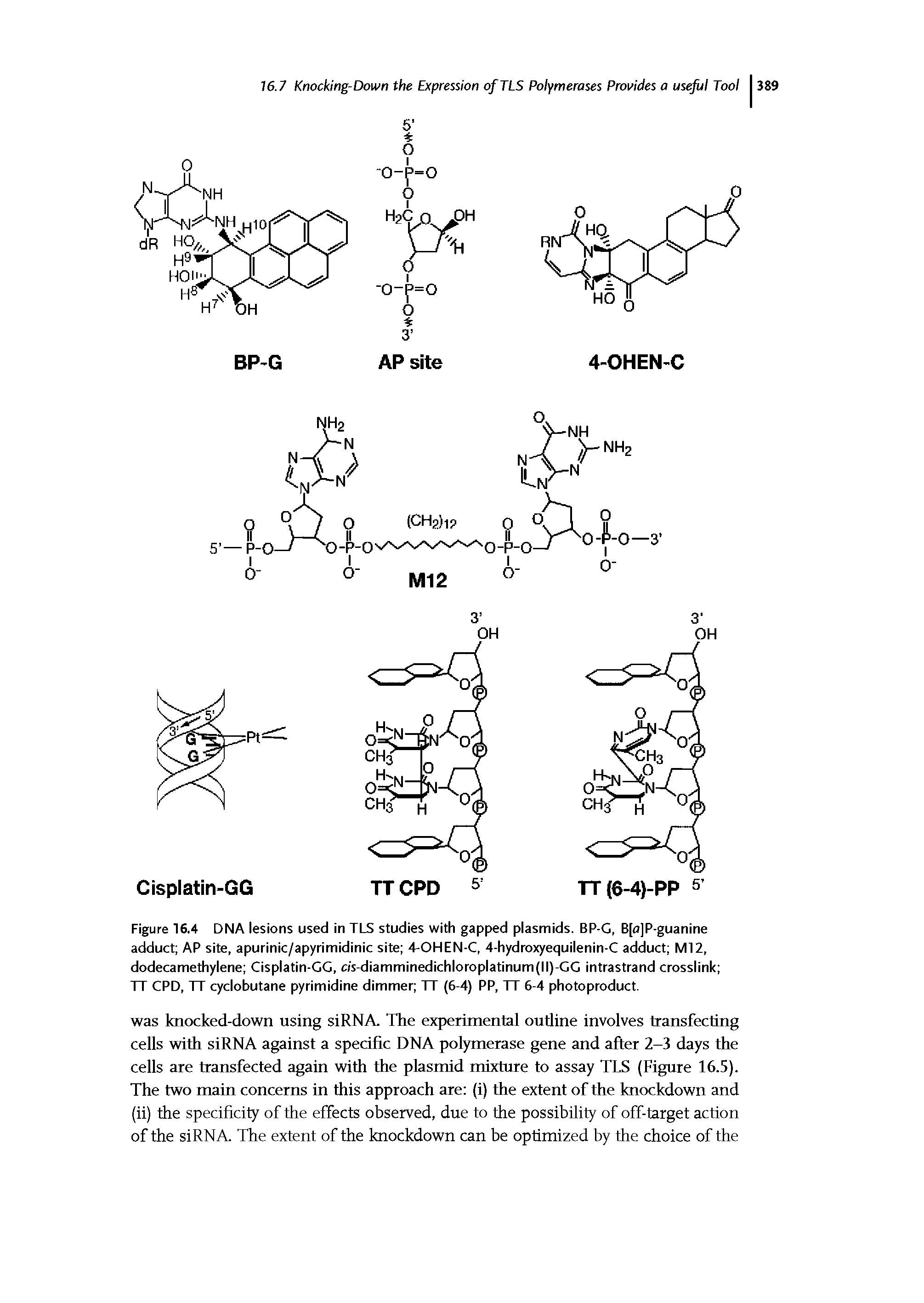 Figure 16.4 DNA lesions used in TLS studies with gapped plasmids. BP-G, B[o]P-guanine adduct AP site, apurinic/apyrimidinic site 4-OHEN-C, 4-hydroxyequilenin-C adduct M12, dodecamethylene Cisplatin-GG, c/s-diamminedichloroplatinum(ll)-GG intrastrand crosslink ...