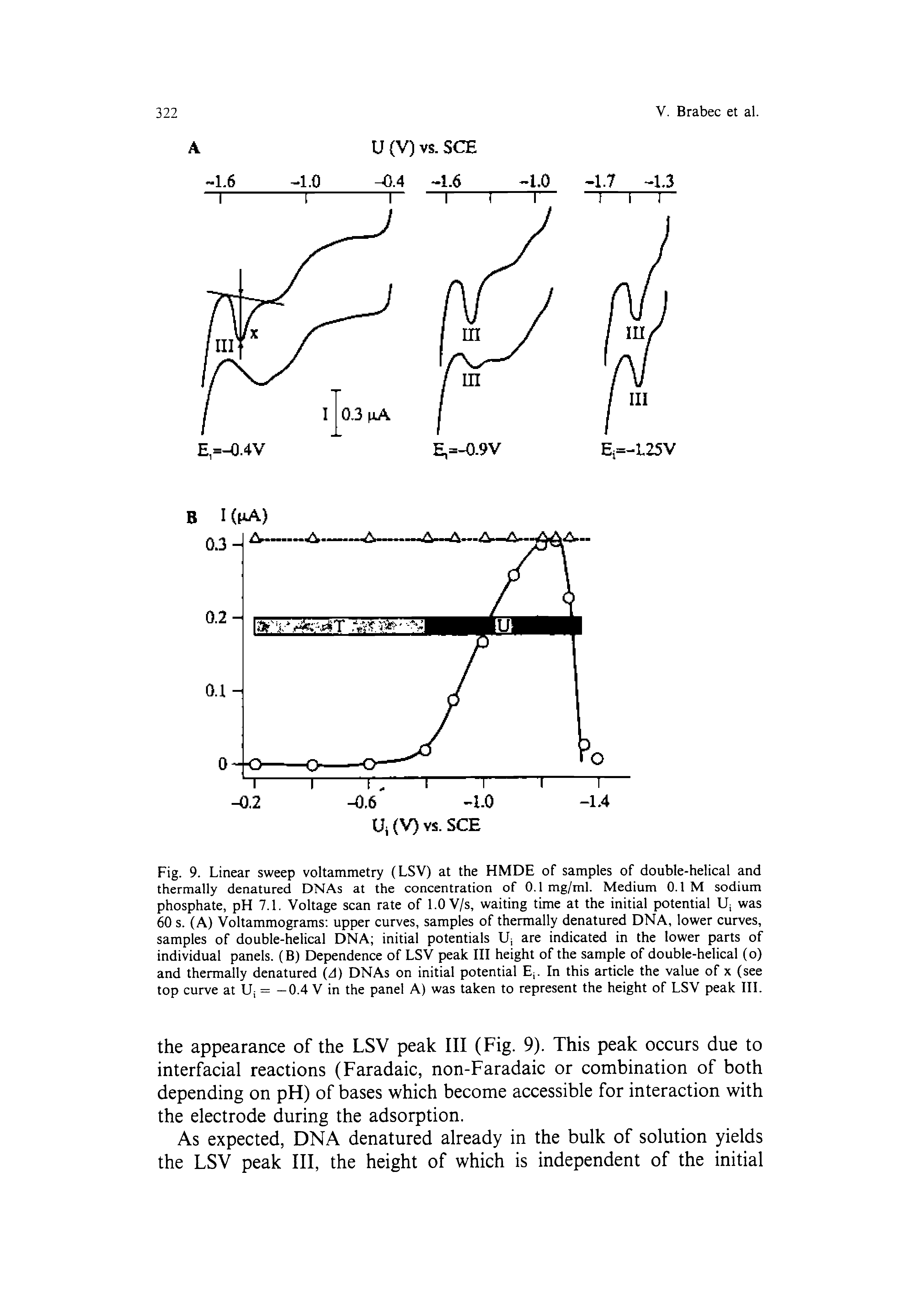 Fig. 9. Linear sweep voltammetry (LSV) at the HMDE of samples of double-helical and thermally denatured DNAs at the concentration of 0.1 mg/ml. Medium 0.1 M sodium phosphate, pH 7.1. Voltage scan rate of 1.0 V/s, waiting time at the initial potential Uj was 60 s. (A) Voltammograms upper curves, samples of thermally denatured DNA, lower curves, samples of double-helical DNA initial potentials Uj are indicated in the lower parts of individual panels. (B) Dependence of LSV peak III height of the sample of double-helical (o) and thermally denatured (d) DNAs on initial potential Ej. In this article the value of x (see top curve at LFj = -0.4 V in the panel A) was taken to represent the height of LSV peak III.