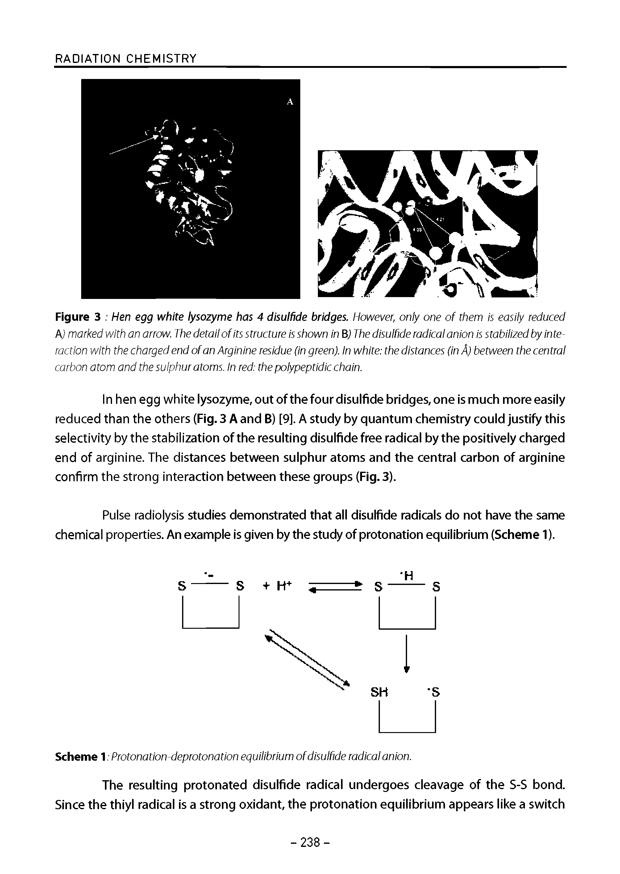 Figure 3 Hen egg white lysozyme has 4 disulfide bridges. However, only one of them is easily reduced A marked with an arrow. The detail of its structure Is shown In BJ The disulfide radical anion is stabilized by interaction with the charged end of an Arginine residue (In green). In white the distances (In A) between the central carbon atom and the sulphur atoms. In red the polypeptidic chain.