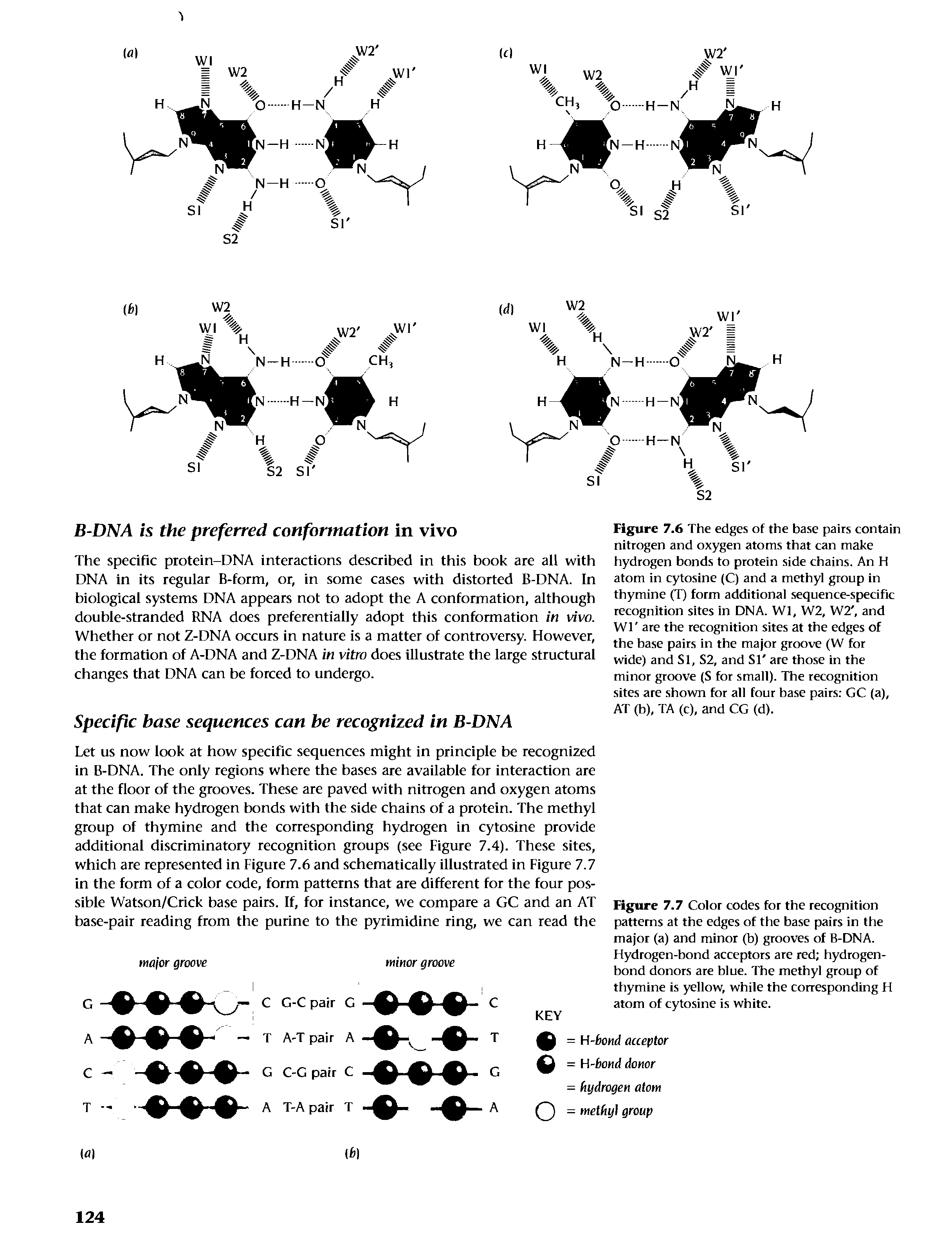 Figure 7.7 Color codes for the recognition patterns at the edges of the base pairs in the major (a) and minor (b) grooves of B-DNA. Hydrogen-bond acceptors are red hydrogen-bond donors are blue. The methyl group of thymine is yellow, while the corresponding H atom of cytosine is white.