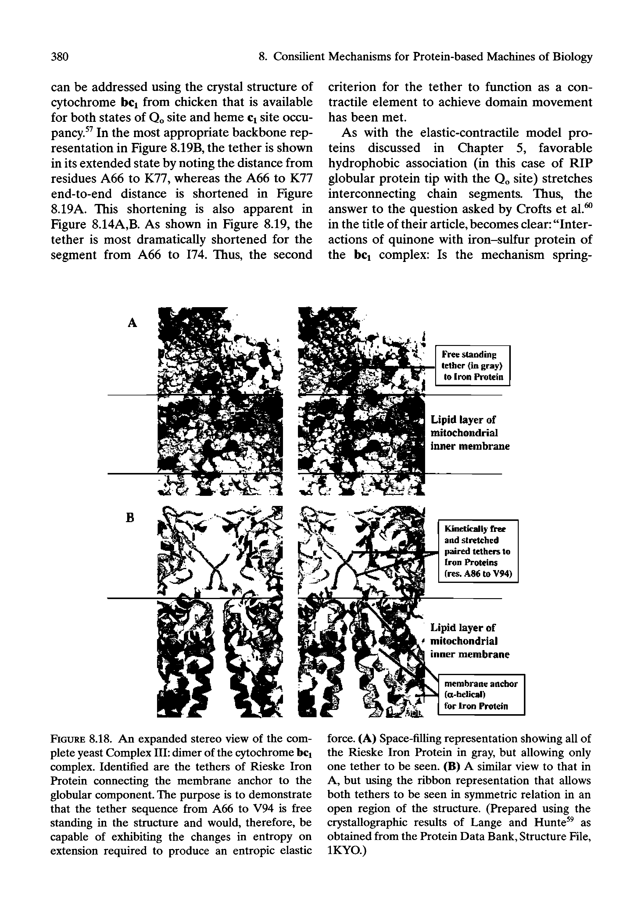 Figure 8.18. An expanded stereo view of the complete yeast Complex HI dimer of the qrtochrome bci complex. Identified are the tethers of Rieske Iron Protein connecting the membrane anchor to the globular component. The purpose is to demonstrate that the tether sequence from A66 to V94 is free standing in the structure and would, therefore, be capable of exhibiting the changes in entropy on extension required to produce an entropic elastic...