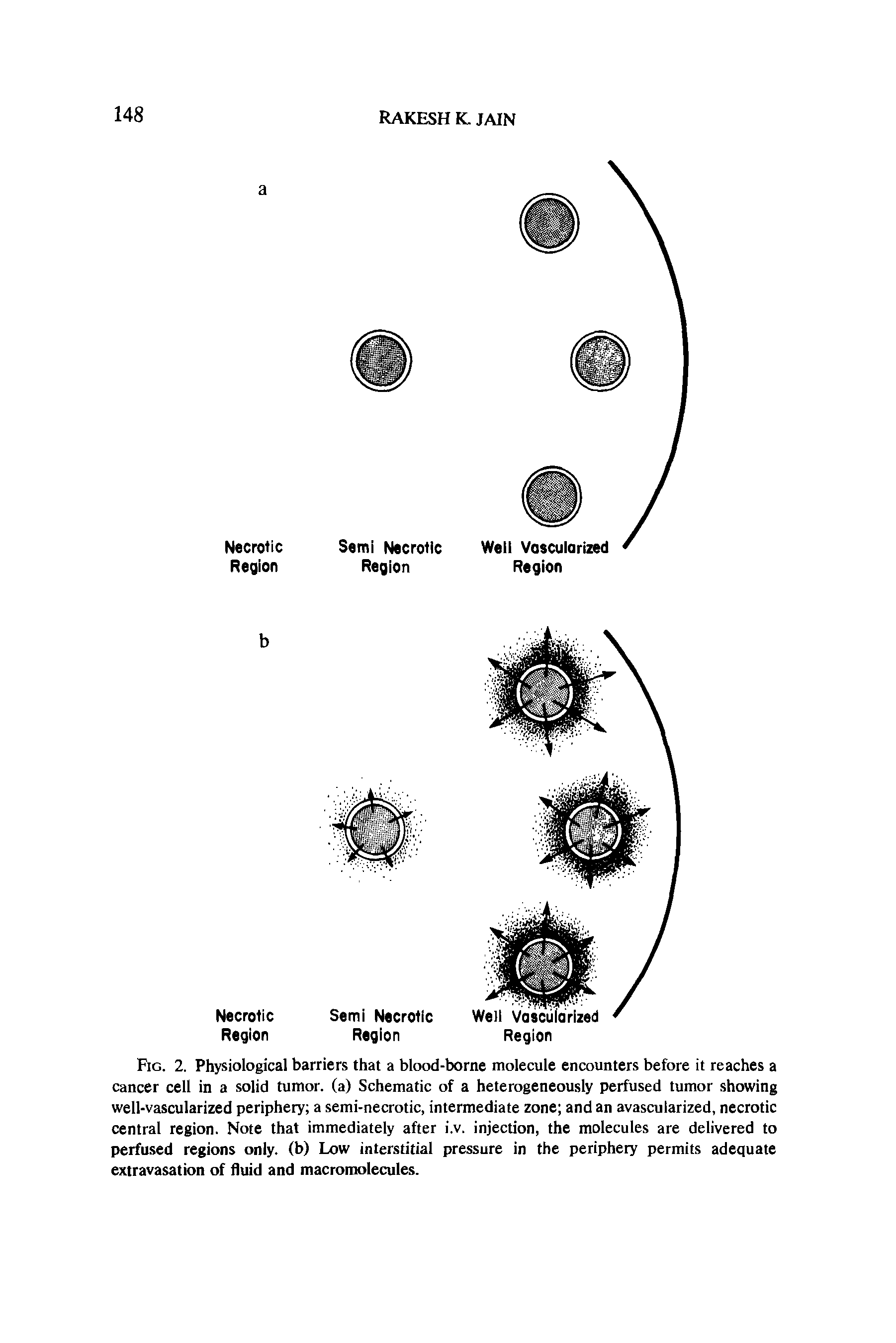 Fig. 2. Physiological barriers that a blood-borne molecule encounters before it reaches a cancer cell in a solid tumor, (a) Schematic of a heterogeneously perfused tumor showing well-vascularized periphery a semi-necrotic, intermediate zone and an avascularized, necrotic central region. Note that immediately after i.v. injection, the molecules are delivered to perfused regions only, (b) Low interstitial pressure in the periphery permits adequate extravasation of fluid and macromolecules.