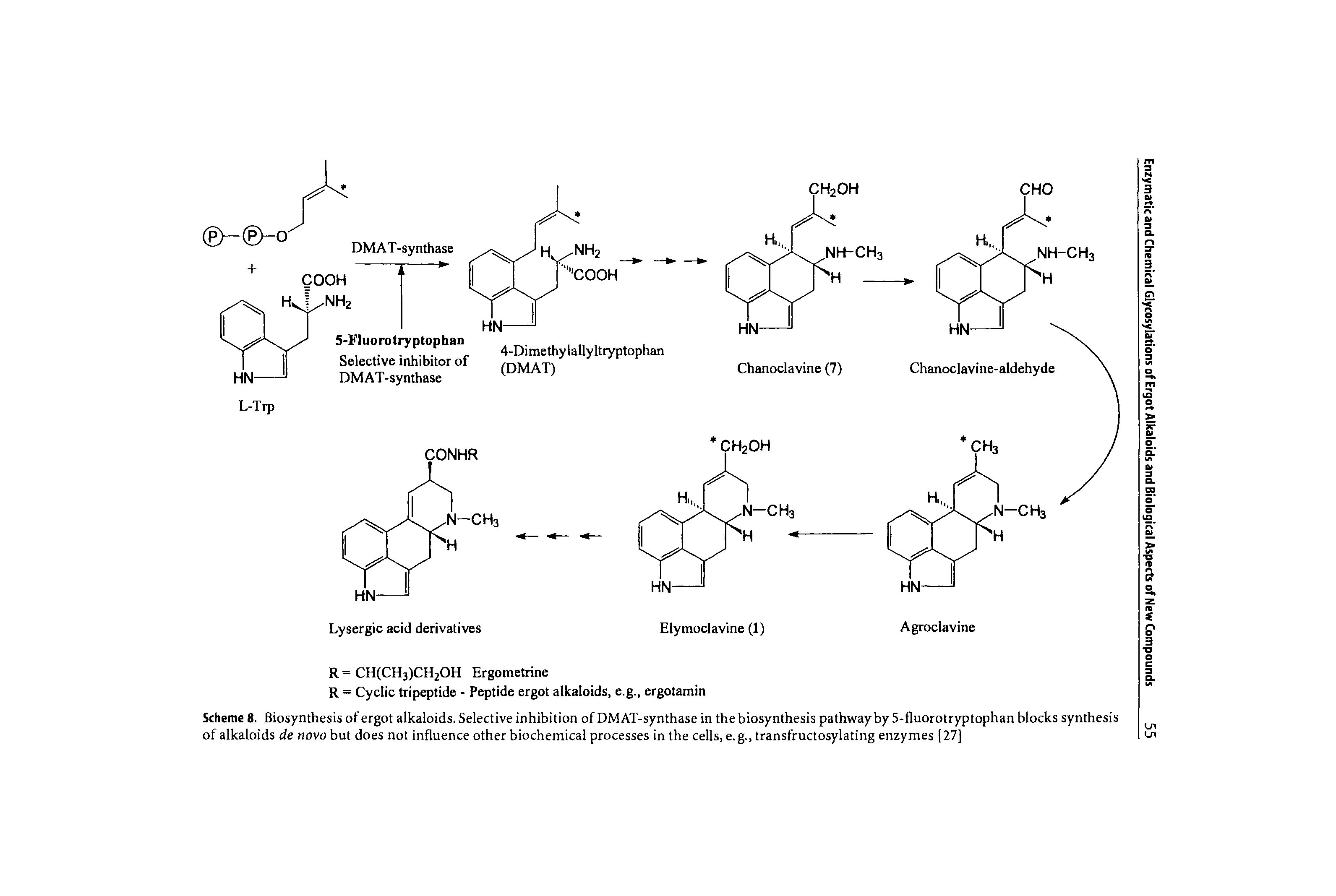 Scheme 8. Biosynthesis of ergot alkaloids. Selective inhibition of DMAT-synthase in the biosynthesis pathwayby 5-fluorotryptophan blocks synthesis of alkaloids de novo but does not influence other biochemical processes in the cells, e. g., transfructosylating enzymes [27]...