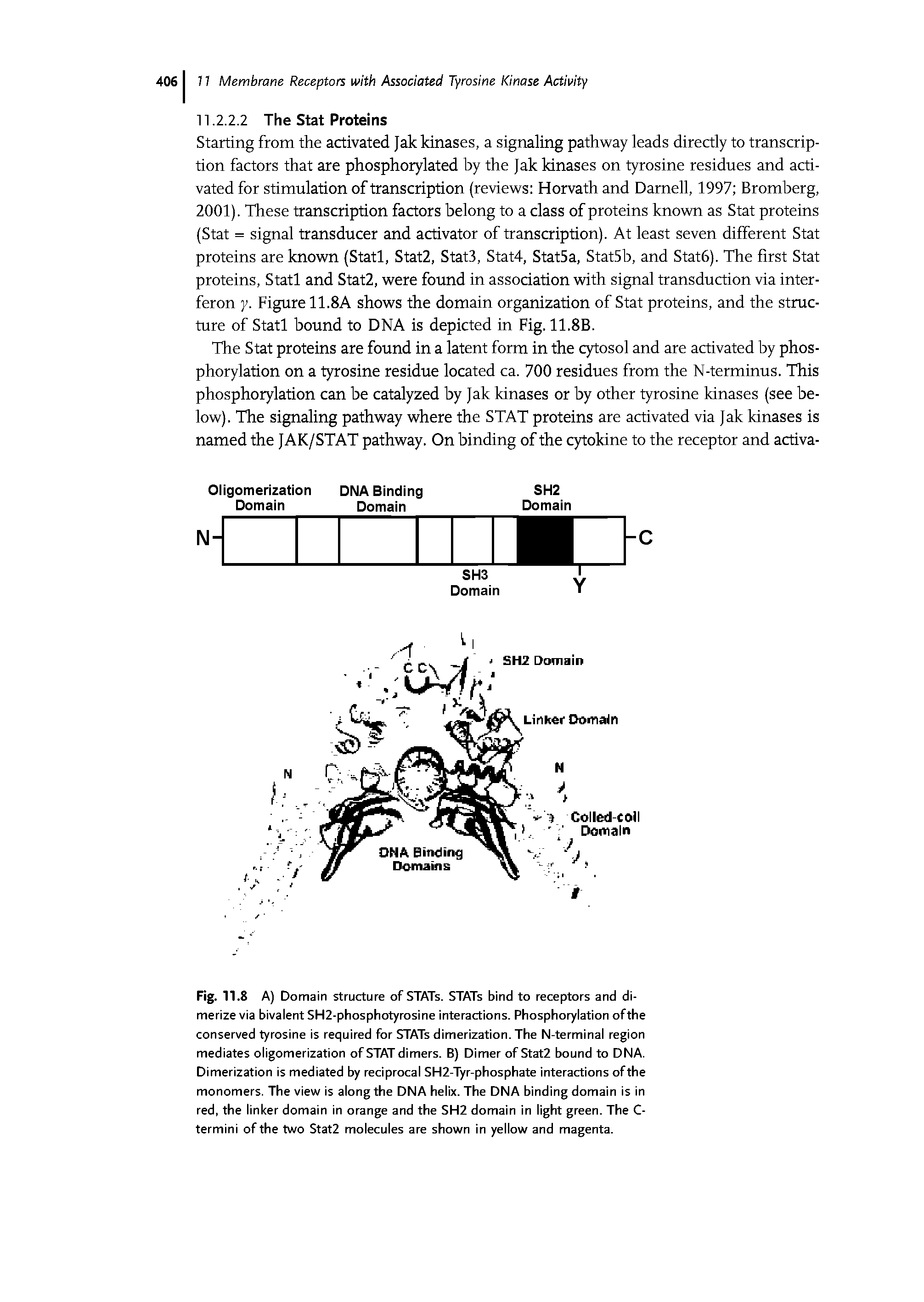 Fig. 11.8 A) Domain structure of STATs. STATs bind to receptors and dimerize via bivalent SH2-phosphotyrosine interactions. Phosphorylation ofthe conserved tyrosine is required for STATs dimerization. The N-terminal region mediates oligomerization of STAT dimers. B) Dimer of Stat2 bound to DNA. Dimerization is mediated by reciprocal SH2-Tyr-phosphate interactions ofthe monomers. The view is along the DNA helix. The DNA binding domain is in red, the linker domain in orange and the SH2 domain in light green. The C-termini ofthe two Stat2 molecules are shown in yellow and magenta.