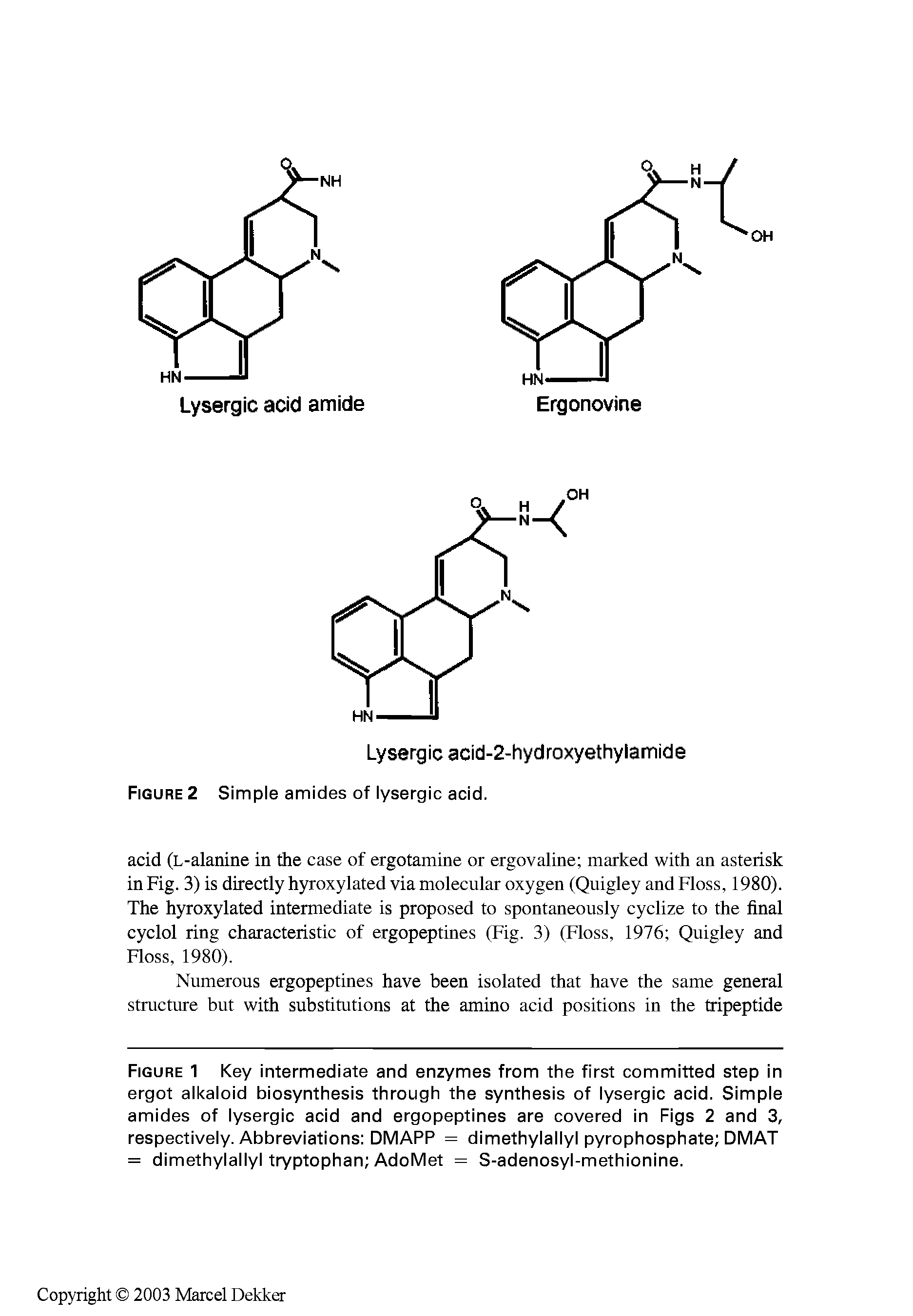Figure 1 Key intermediate and enzymes from the first committed step in ergot alkaloid biosynthesis through the synthesis of lysergic acid. Simple amides of lysergic acid and ergopeptines are covered in Figs 2 and 3, respectively. Abbreviations DMAPP = dimethylallyl pyrophosphate DMAT = dimethylallyl tryptophan AdoMet = S-adenosyl-methionine.