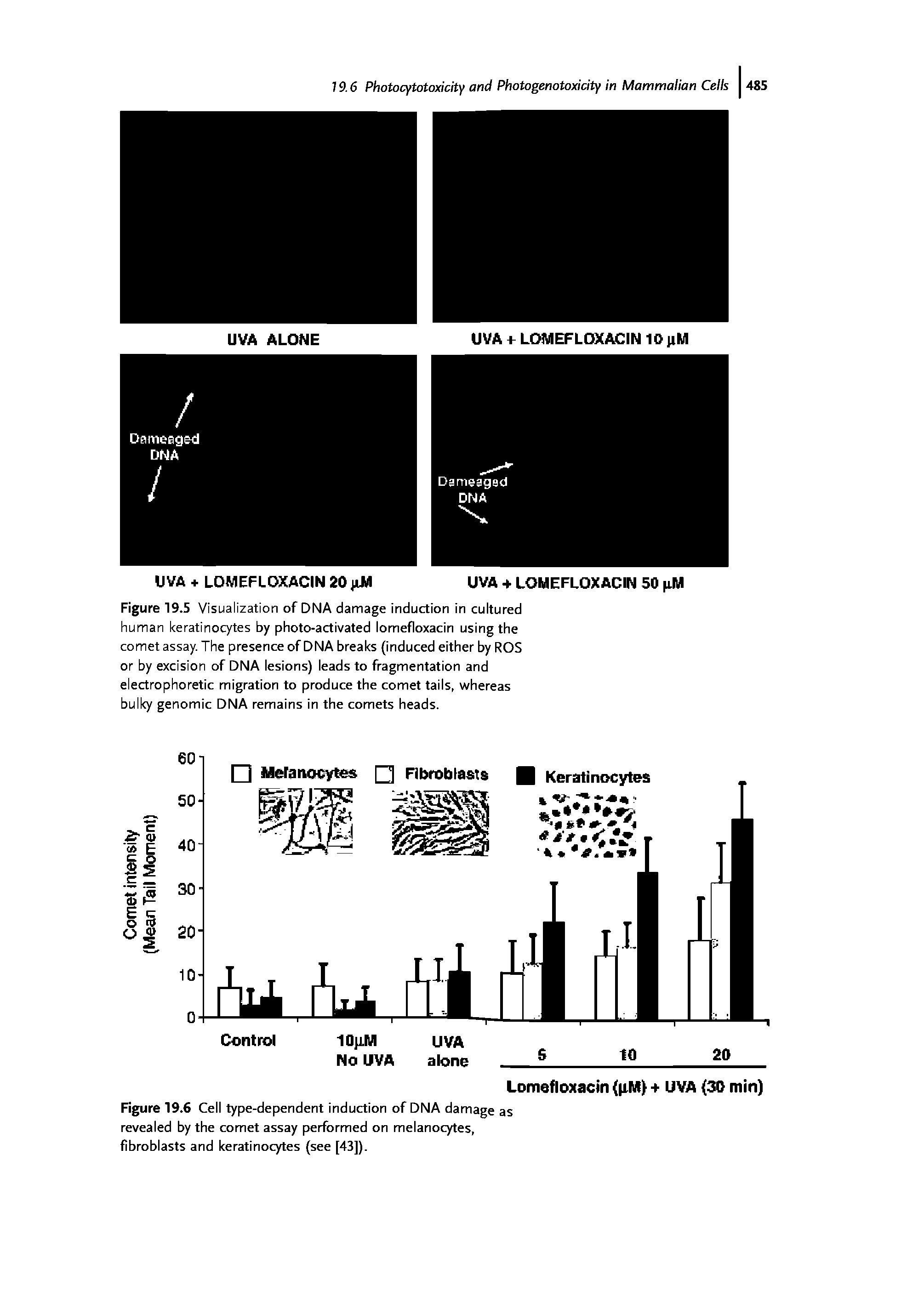 Figure 19.5 Visualization of DNA damage induction in cultured human keratinocytes by photo-activated lomefloxacin using the comet assay. The presence of DNA breaks (induced either by ROS or by excision of DNA lesions) leads to fragmentation and electrophoretic migration to produce the comet tails, whereas bulky genomic DNA remains in the comets heads.