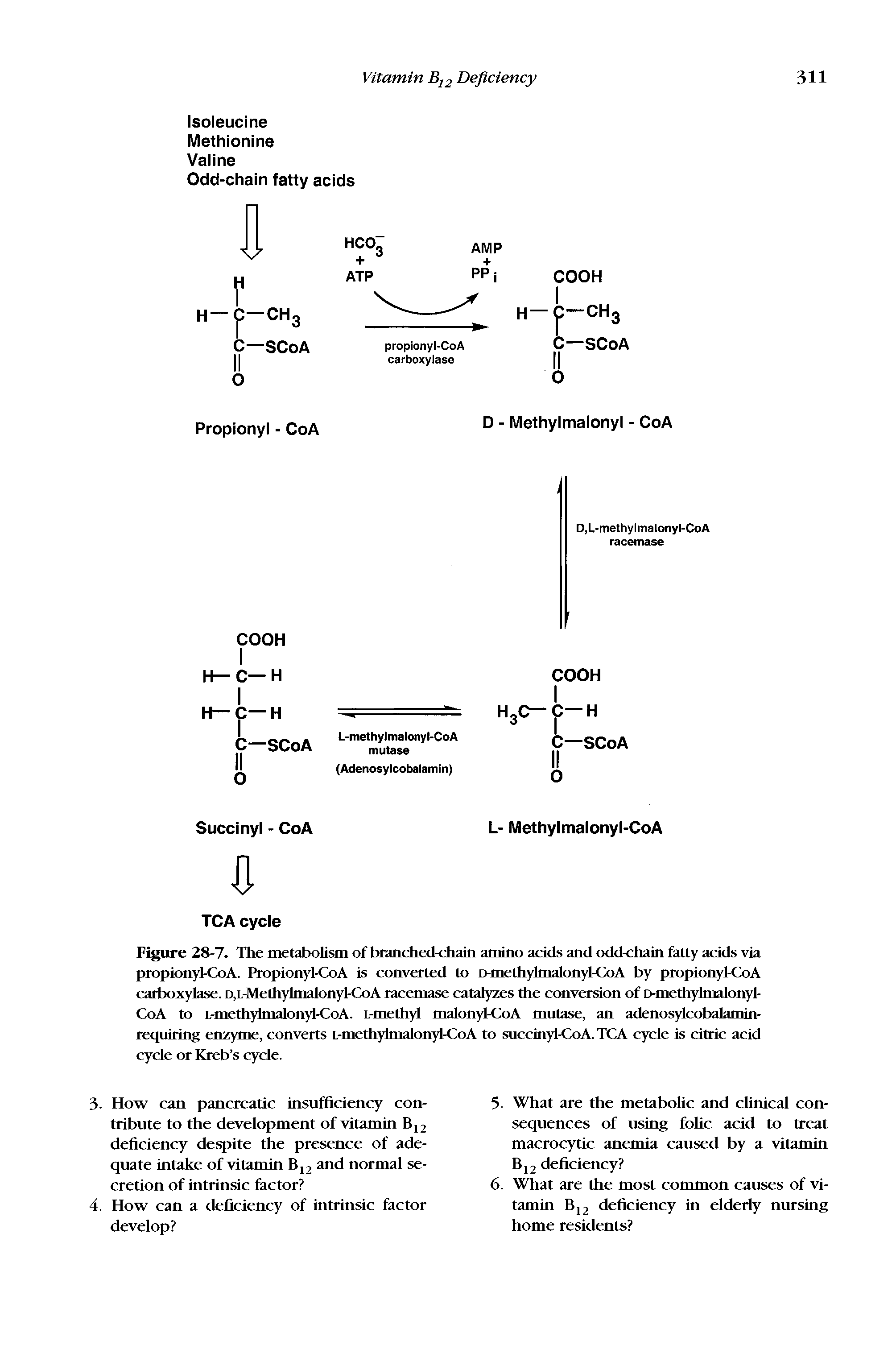 Figure 28-7. The metabolism of branched-chain amino acids and odd-chain fatty acids via propionyl-CoA. Propionyl-CoA is converted to D-methylmalonyl-CoA by propionyl-CoA carboxylase. D,L-Methylmalonyl-CoA racemase catalyzes the conversion of D-methylmalonyl-CoA to L-methylmalonyl-CoA. L-methyl malonyl-CoA mutase, an adenosyicobalamin-requiring enzyme, converts L-methylmalonyl-CoA to succinyl-CoA.TCA cycle is citric acid cycle or Kreb s cycle.