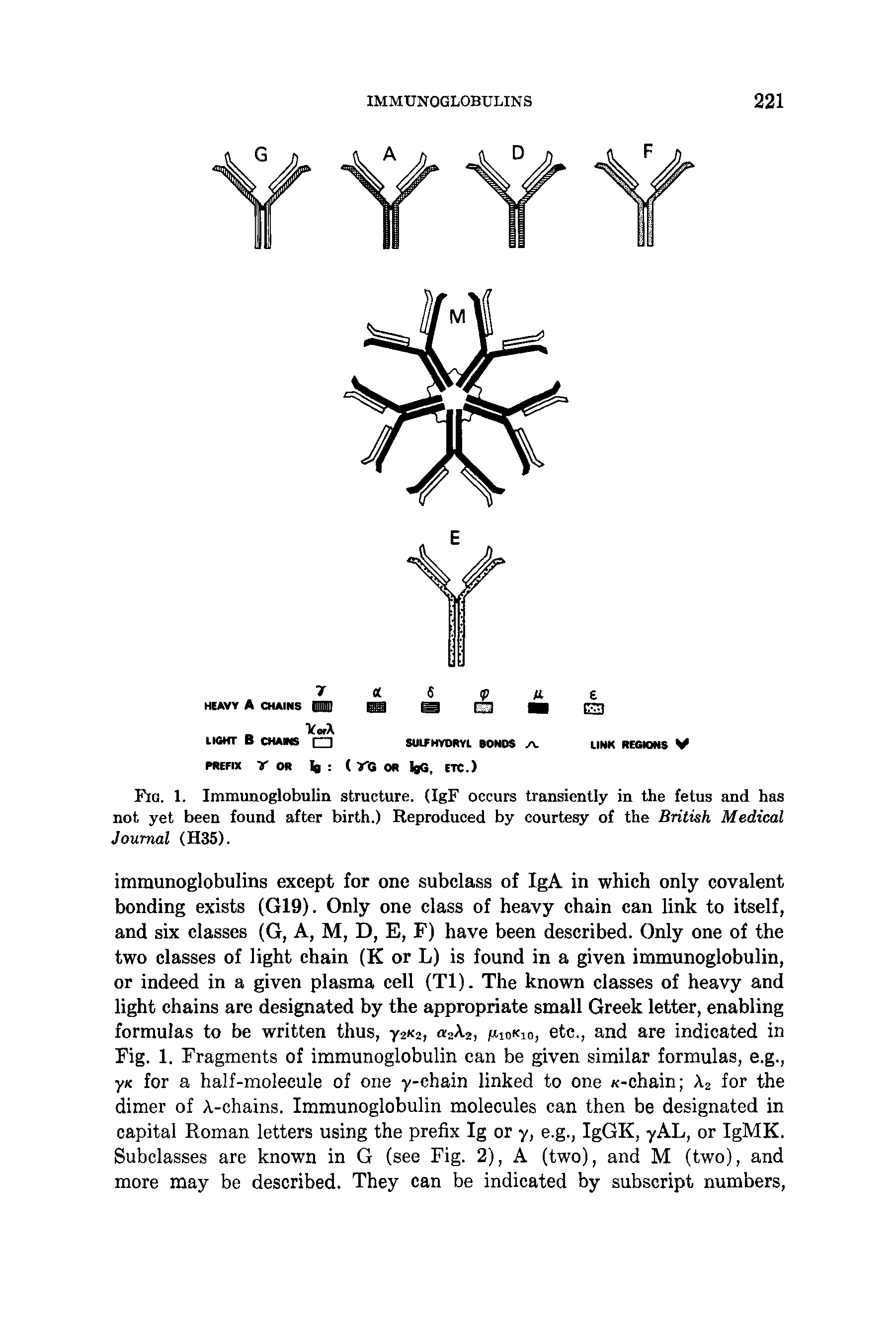 Fig. 1. Immunoglobulin structure. (IgF occurs transiently in the fetus and has not yet been found after birth.) Reproduced by courtesy of the British Medical Journal (H35).