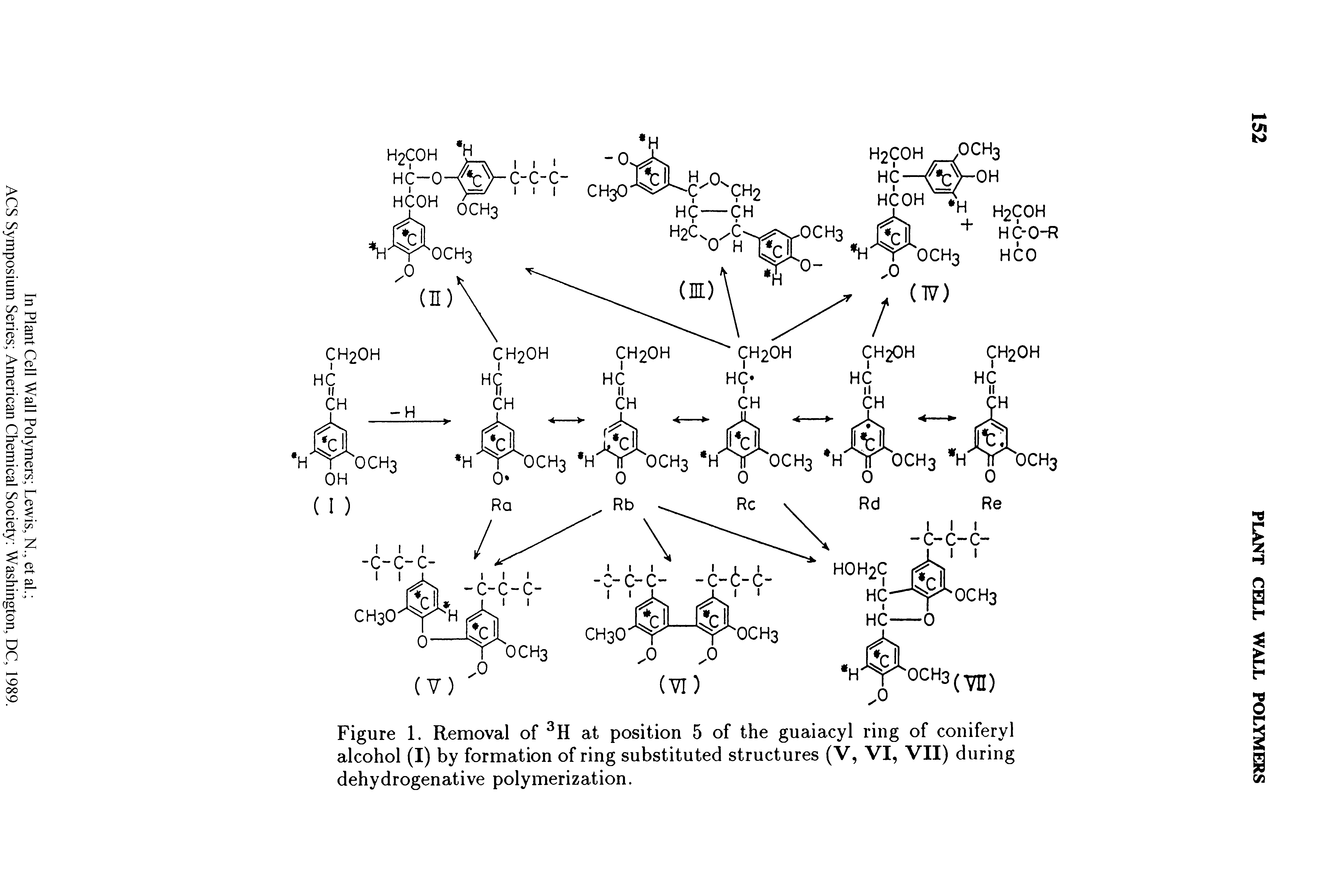 Figure 1. Removal of 3H at position 5 of the guaiacyl ring of coniferyl alcohol (I) by formation of ring substituted structures (V, VI, VII) during dehydrogenative polymerization.