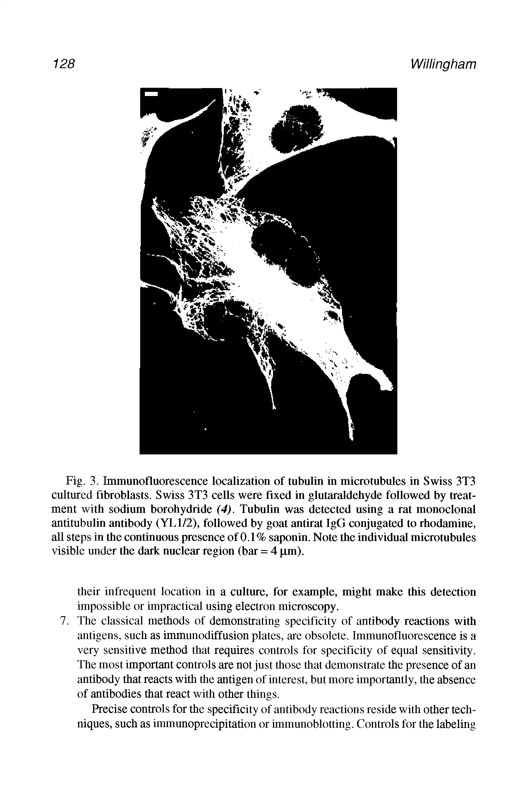 Fig. 3. Immunofluorescence localization of tubulin in microtubules in Swiss 3T3 cultured fibroblasts. Swiss 3T3 cells were fixed in glutaraldehyde followed by treatment with sodium borohydride (4). Tubulin was detected using a rat monoclonal antitubulin antibody (YLl/2), followed by goat antirat IgG conjugated to rhodamine, all steps in the continuous presence of 0.1% saponin. Note the individual microtubules visible under the dark nuclear region (bar = 4 im).