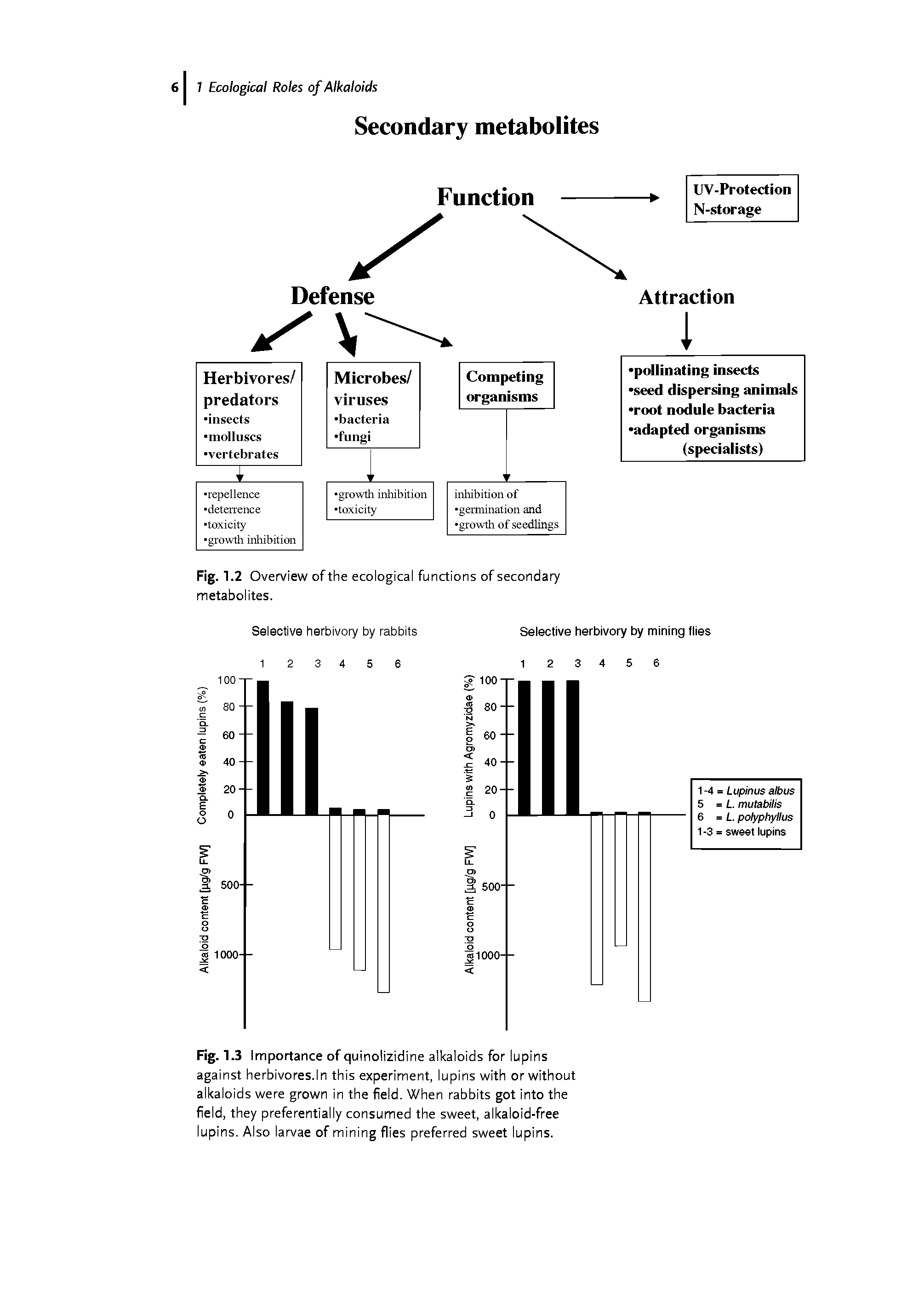 Fig. 1.3 Importance of quinolizidine alkaloids for lupins against herbivores.ln this experiment, lupins with or without alkaloids were grown in the field. When rabbits got into the field, they preferentially consumed the sweet, alkaloid-free lupins. Also larvae of mining flies preferred sweet lupins.