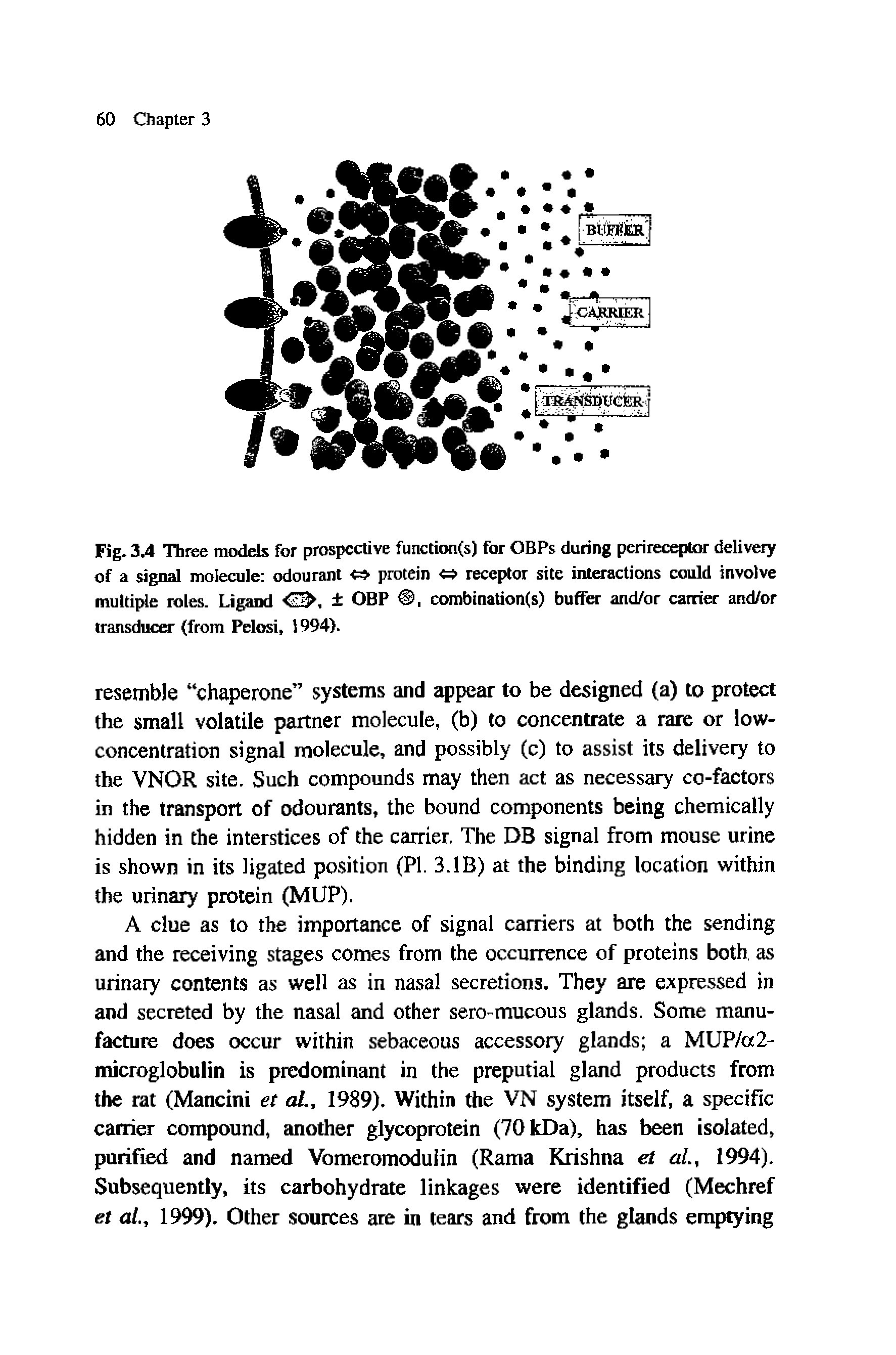 Fig. 3.4 Three models for prospective function(s) for OBPs during perireceptor delivery of a signal molecule odourant <=> protein <=> receptor site interactions could involve multiple roles. Ligand <S>, OBP , combination(s) buffer and/or carrier and/or transducer from Pelosi, 1994).