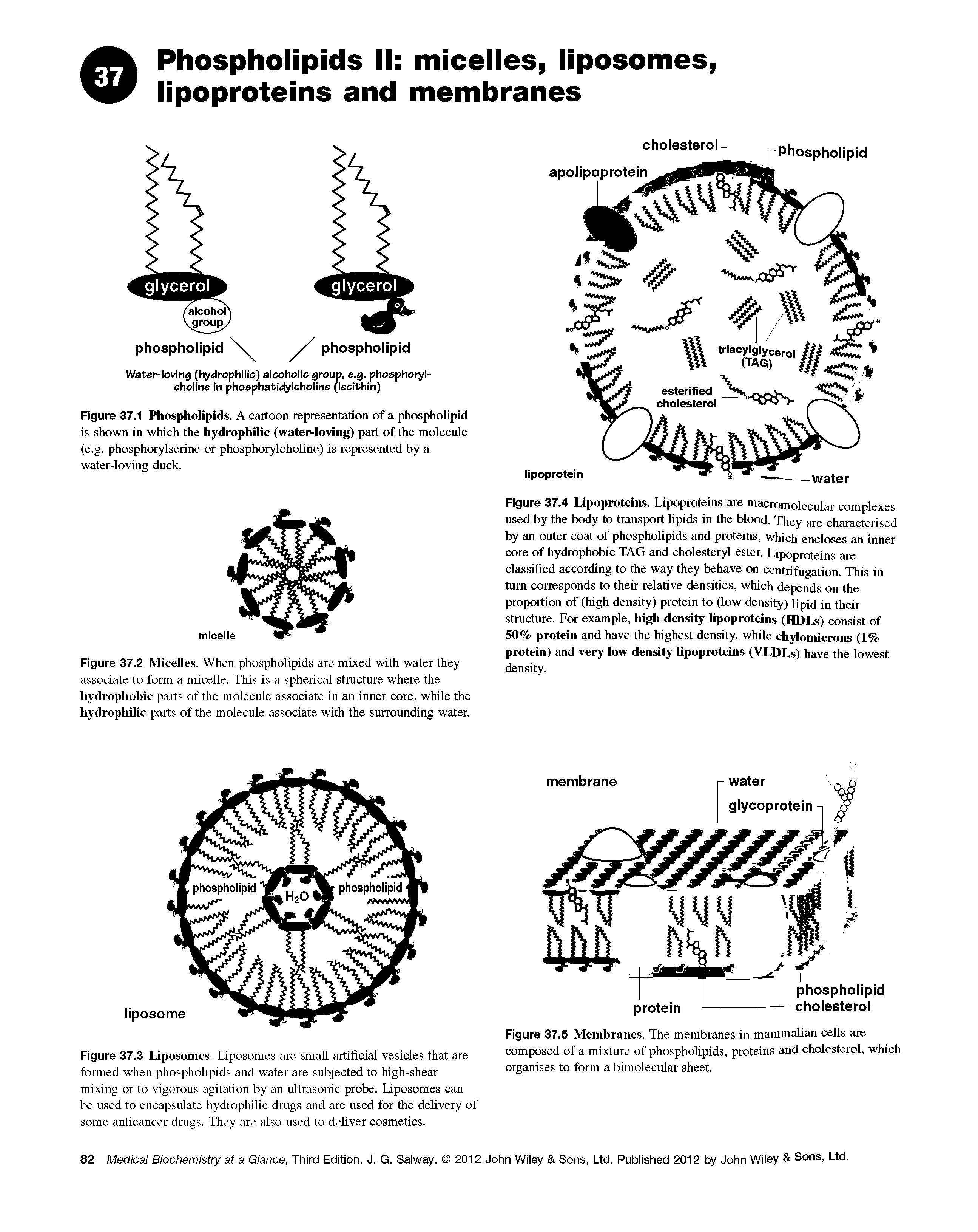 Figure 37.3 Liposomes. Liposomes are small artificial vesicles that are formed when phospholipids and water are subjected to high-shear mixing or to vigorous agitation by an ultrasonic probe. Liposomes can be used to encapsulate hydrophilic drugs and are used for the delivery of some anticancer drugs. They are also used to deliver cosmetics.