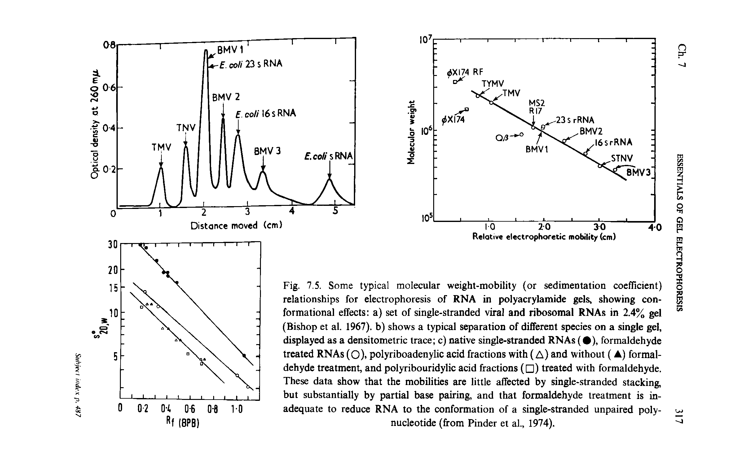 Fig. 7.5. Some typical molecular weiglit-mobility (or sedimentation coefficient) relationstiips for electrophoresis of RNA in polyacrylamide gels, showing conformational effects a) set of single-stranded viral and ribosomal RNAs in 2.4% gel (Bishop et al. 1967). b) shows a typical separation of different species on a single gel, displayed as a densitometric trace c) native single-stranded RNAs ( ), formaldehyde treated RNAs (O). polyriboadenylic acid fractions with (A) and without (A) formaldehyde treatment, and polyribouridylic acid fractions ( ) treated with formaldehyde. These data show that the mobilities are little affected by single-stranded stacking, but substantially by partial base pairing, and that formaldehyde treatment is inadequate to reduce RNA to the conformation of a single-stranded unpaired polynucleotide (from Finder et al., 1974).