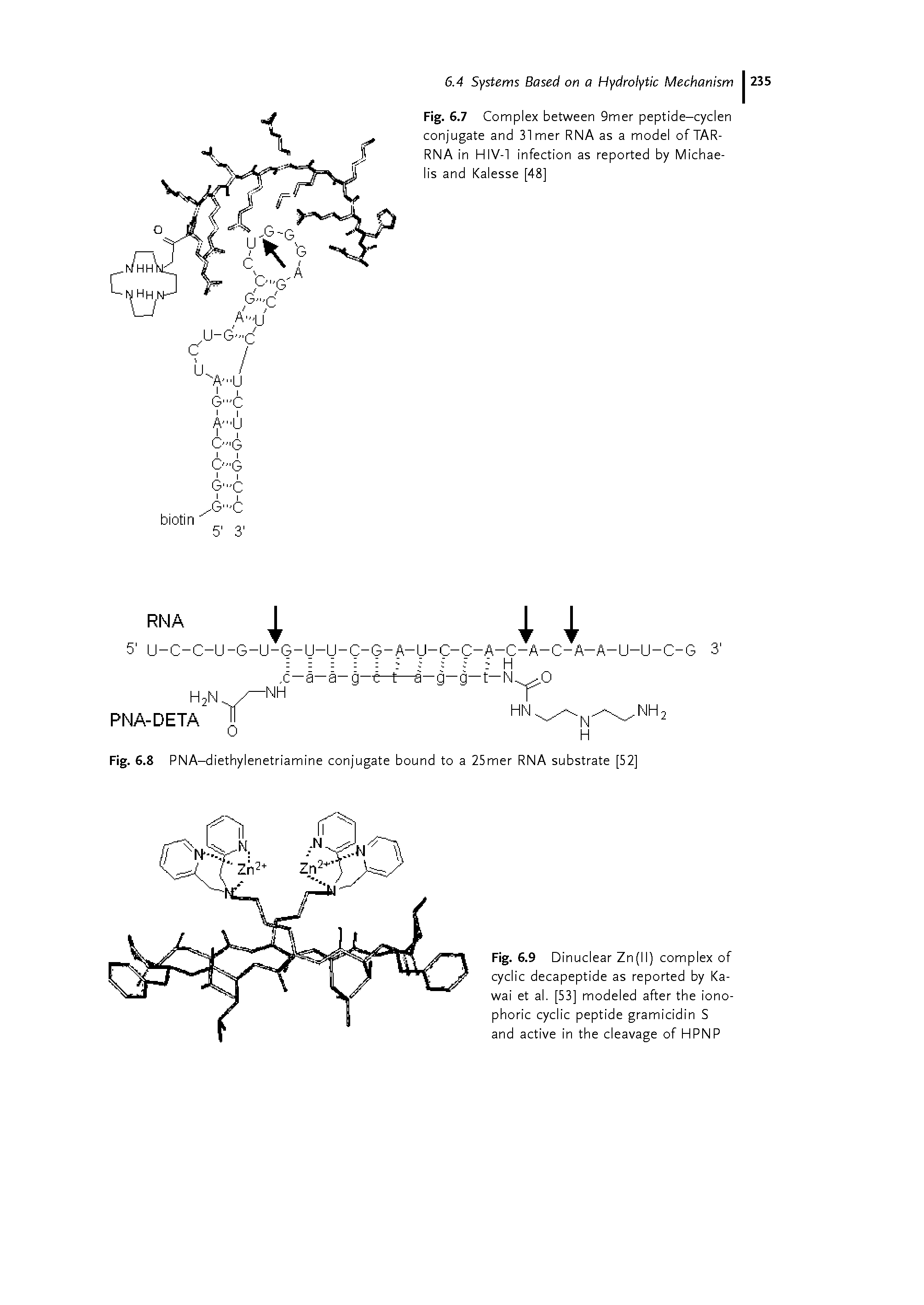 Fig. 6.9 Dinuclear Zn(ll) complex of cyclic decapeptide as reported by Ka-wai et al. [53] modeled after the iono-phoric cyclic peptide gramicidin S and active in the cleavage of HPNP...