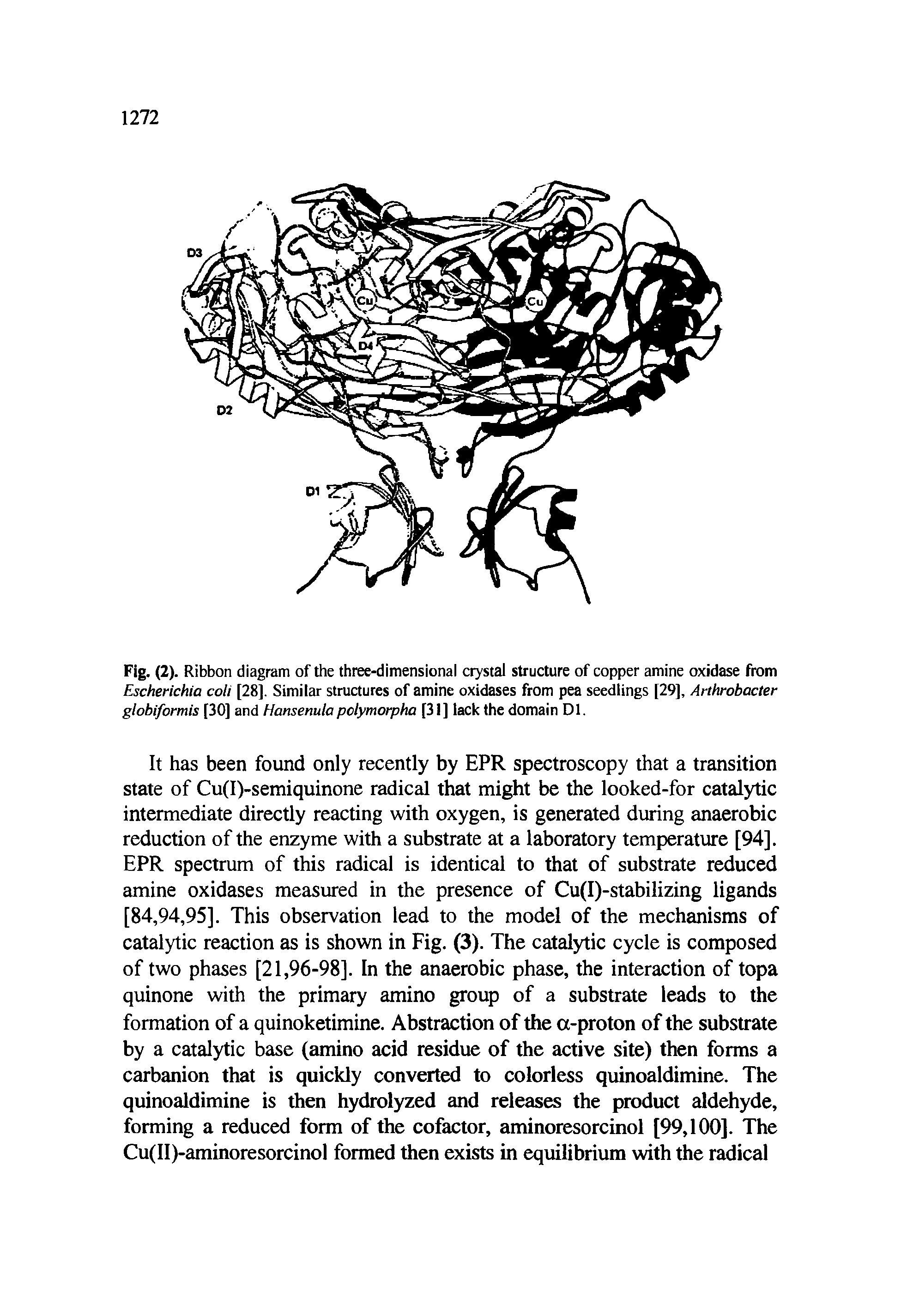 Fig. (2). Ribbon diagram of the three-dimensional crystal structure of copper amine oxidase from Escherichia coli [28], Similar structures of amine oxidases from pea seedlings [29], Arthrobacter globiformis [30] and Hansenula pclymorpha [31 ] lack the domain D1.