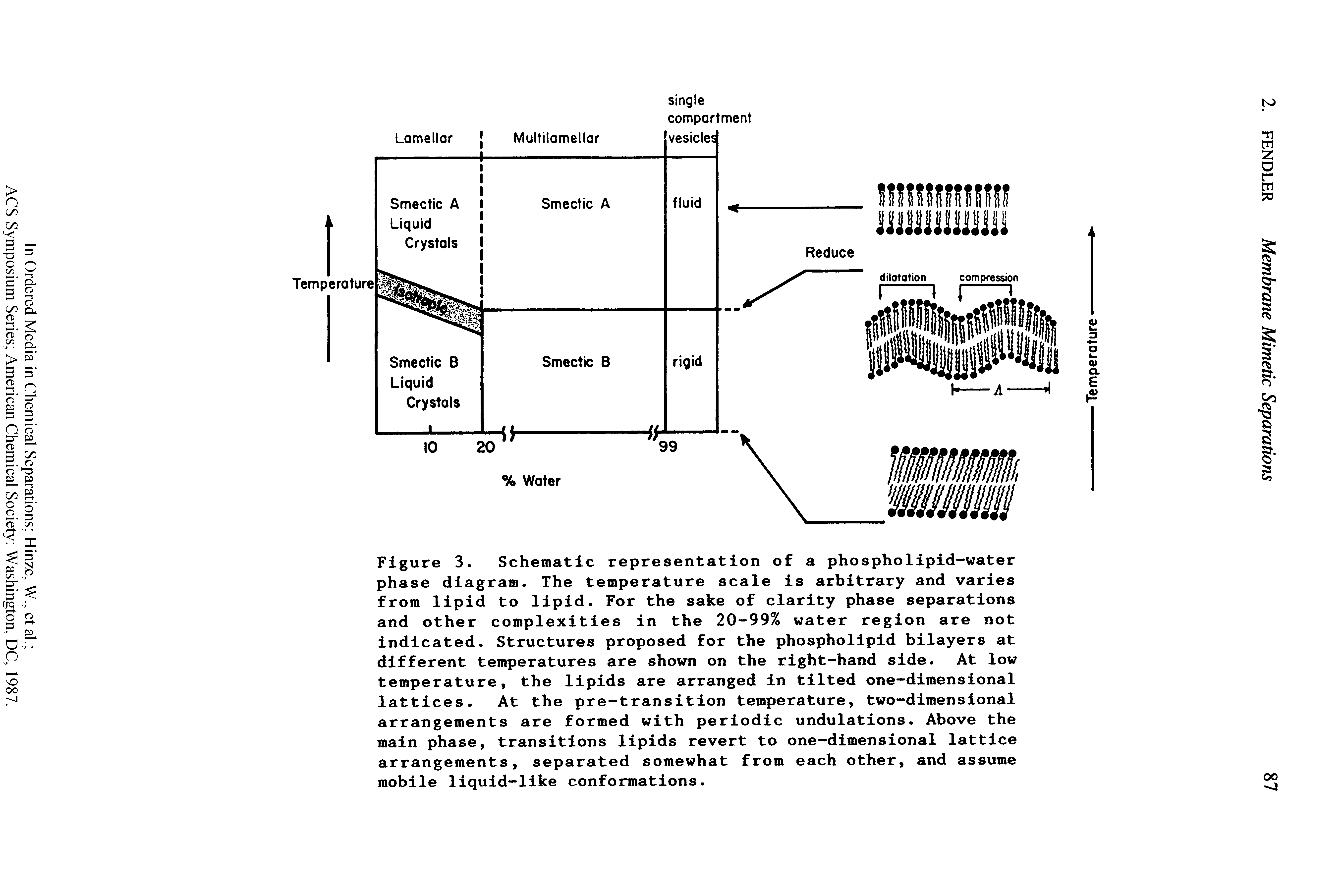 Figure 3. Schematic representation of a phospholipid-water phase diagram. The temperature scale is arbitrary and varies from lipid to lipid. For the sake of clarity phase separations and other complexities in the 20-99% water region are not indicated. Structures proposed for the phospholipid bilayers at different temperatures are shown on the right-hand side. At low temperature, the lipids are arranged in tilted one-dimensional lattices. At the pre-transition temperature, two-dimensional arrangements are formed with periodic undulations. Above the main phase, transitions lipids revert to one-dimensional lattice arrangements, separated somewhat from each other, and assume mobile liquid-like conformations.