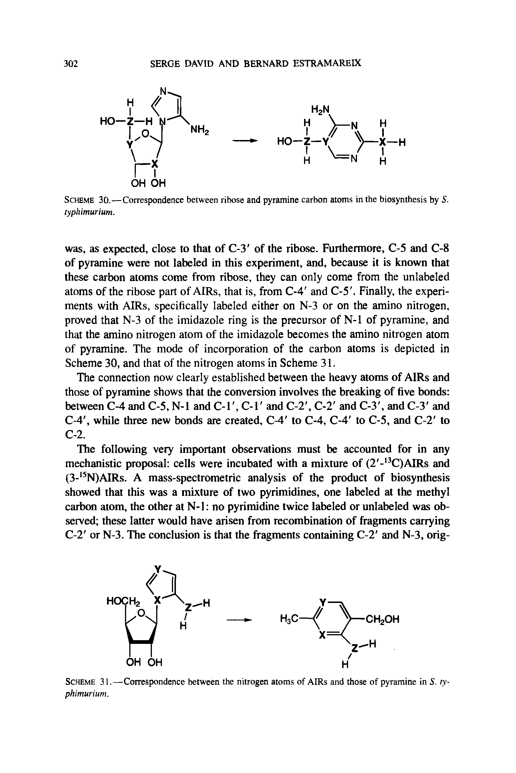 Scheme 30.—Correspondence between ribose and pyramine carbon atoms in the biosynthesis by S. typhimurium.