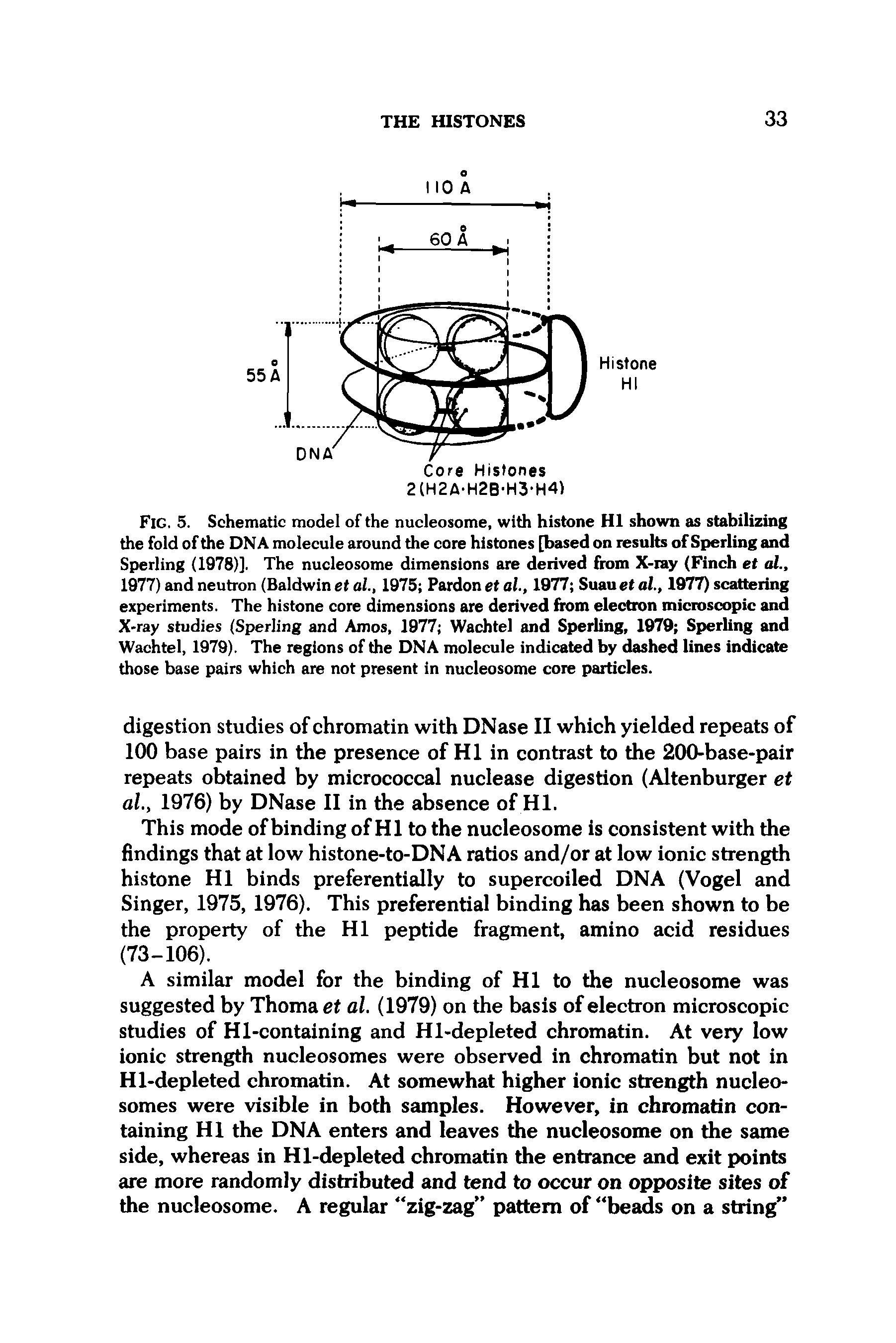 Fig. 5. Schematic model of the nucleosome, with histone HI shown as stabilizing the fold of the DNA molecule around the core histones [based on results of Sperling and Sperling (1978)]. The nucleosome dimensions are derived from X-ray (Finch et al., 1977) and neutron (Baldwin et al., 1975 Pardon et al., 1977 Suauet al., 1977) scattering experiments. The histone core dimensions are derived from electron microscopic and X-ray studies (Sperling and Amos, 1977 Wachtel and Sperling, 1979 Sperling and Wachtel, 1979). The regions of the DNA molecule indicated by dashed lines indicate those base pairs which are not present in nucleosome core particles.