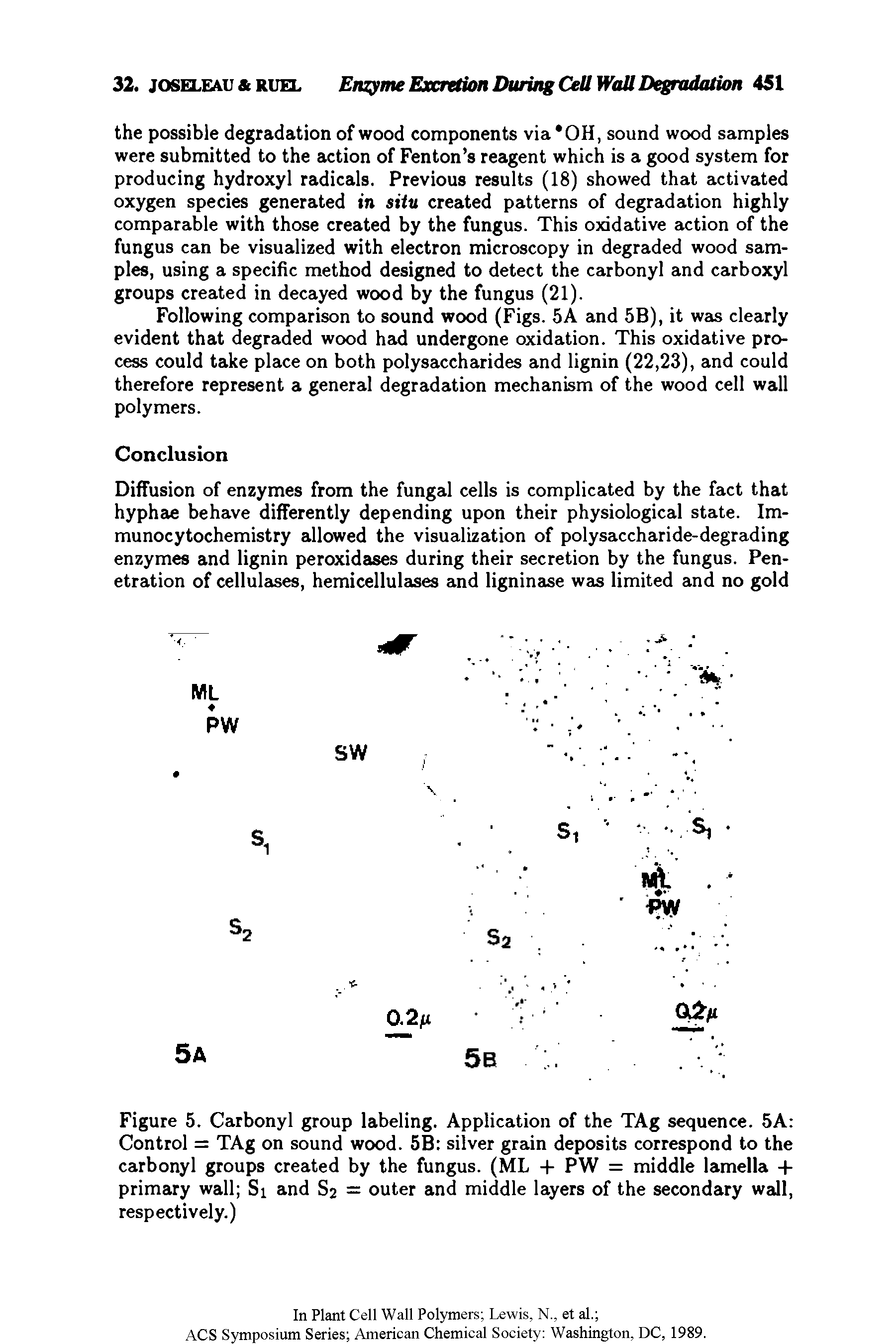 Figure 5. Carbonyl group labeling. Application of the TAg sequence. 5A Control = TAg on sound wood. 5B silver grain deposits correspond to the carbonyl groups created by the fungus. (ML + PW = middle lamella + primary wall Si and S2 = outer and middle layers of the secondary wall, respectively.)...