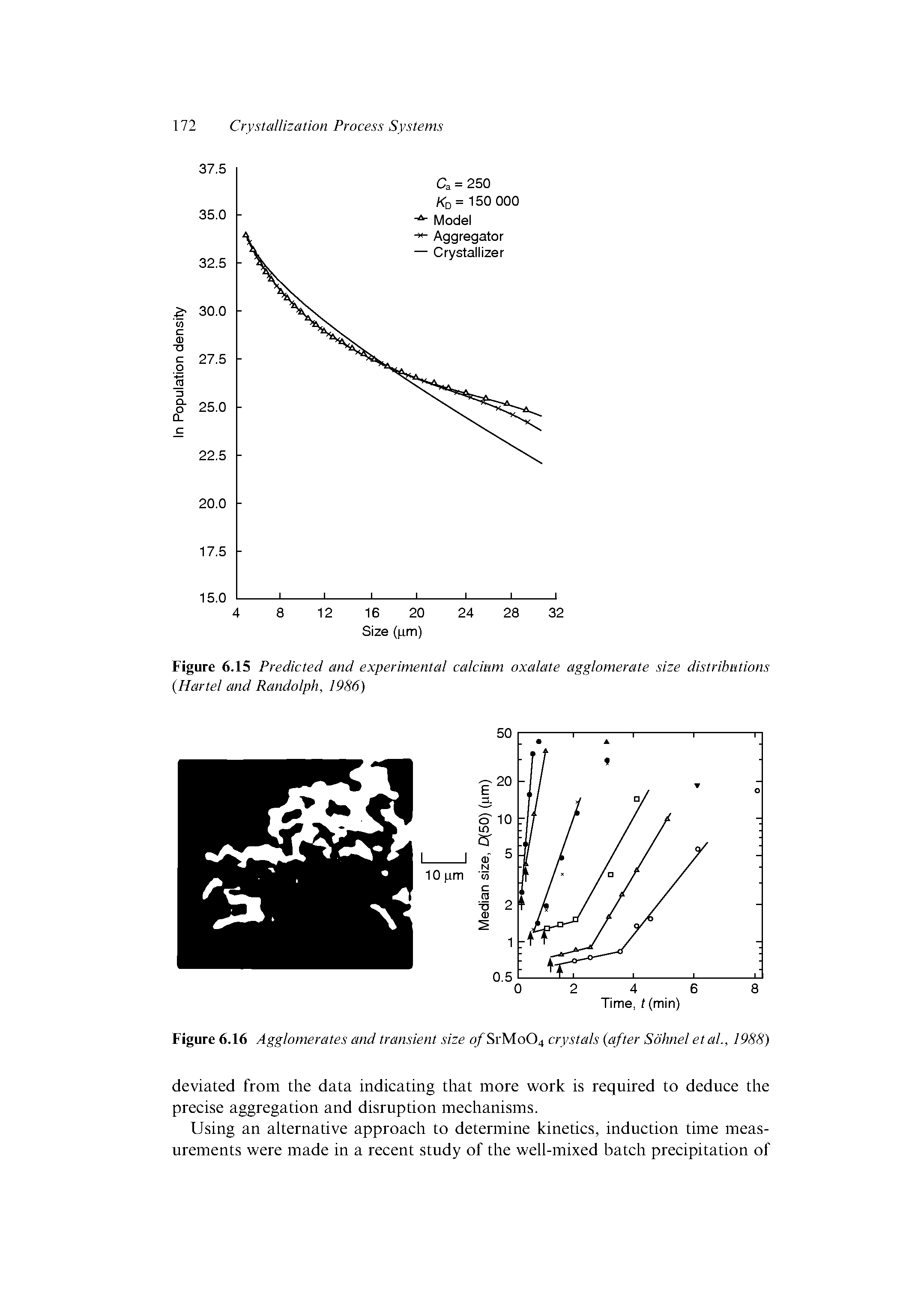 Figure 6.15 Predicted and experimental calcium oxalate agglomerate size distributions (Hartel and Randolph, 1986)...
