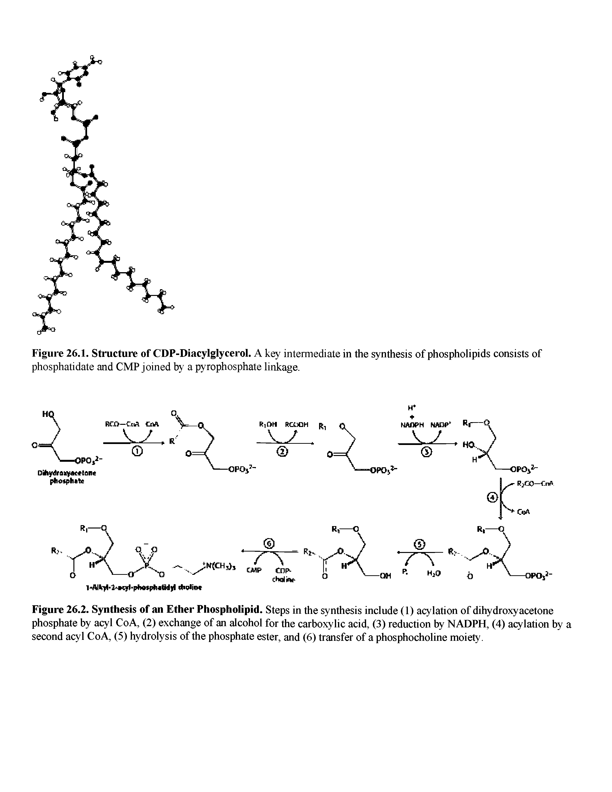 Figure 26.2. Synthesis of an Ether Phospholipid. Steps in the synthesis include (1) acylation of dihydroxyacetone phosphate by acyl CoA, (2) exchange of an alcohol for the carboxylic acid, (3) reduction by NADPH, (4) acylation by a second acyl CoA, (5) hydrolysis of the phosphate ester, and (6) transfer of a phosphocholine moiety.