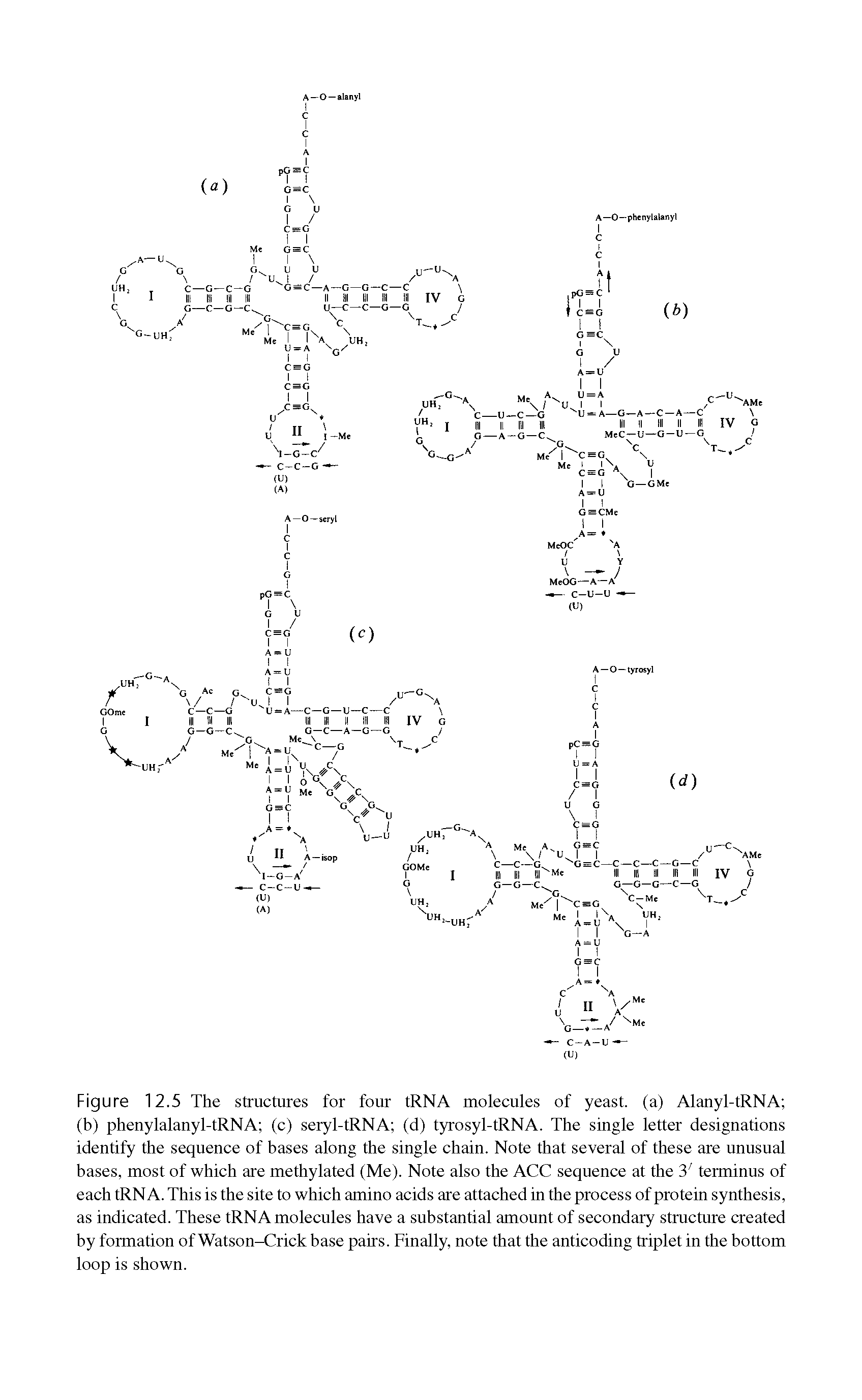Figure 12.5 The structures for four tRNA molecules of yeast, (a) Alanyl-tRNA (b) phenylalanyl-tRNA (c) seryl-tRNA (d) tyrosyl-tRNA. The single letter designations identify the sequence of bases along the single chain. Note that several of these are unusual bases, most of which are methylated (Me). Note also the ACC sequence at the 3 terminus of each tRNA. This is the site to which amino acids are attached in the process of protein synthesis, as indicated. These tRNA molecules have a substantial amount of secondary structure created by formation of Watson-Crick base pairs. Finally, note that the anticoding triplet in the bottom loop is shown.