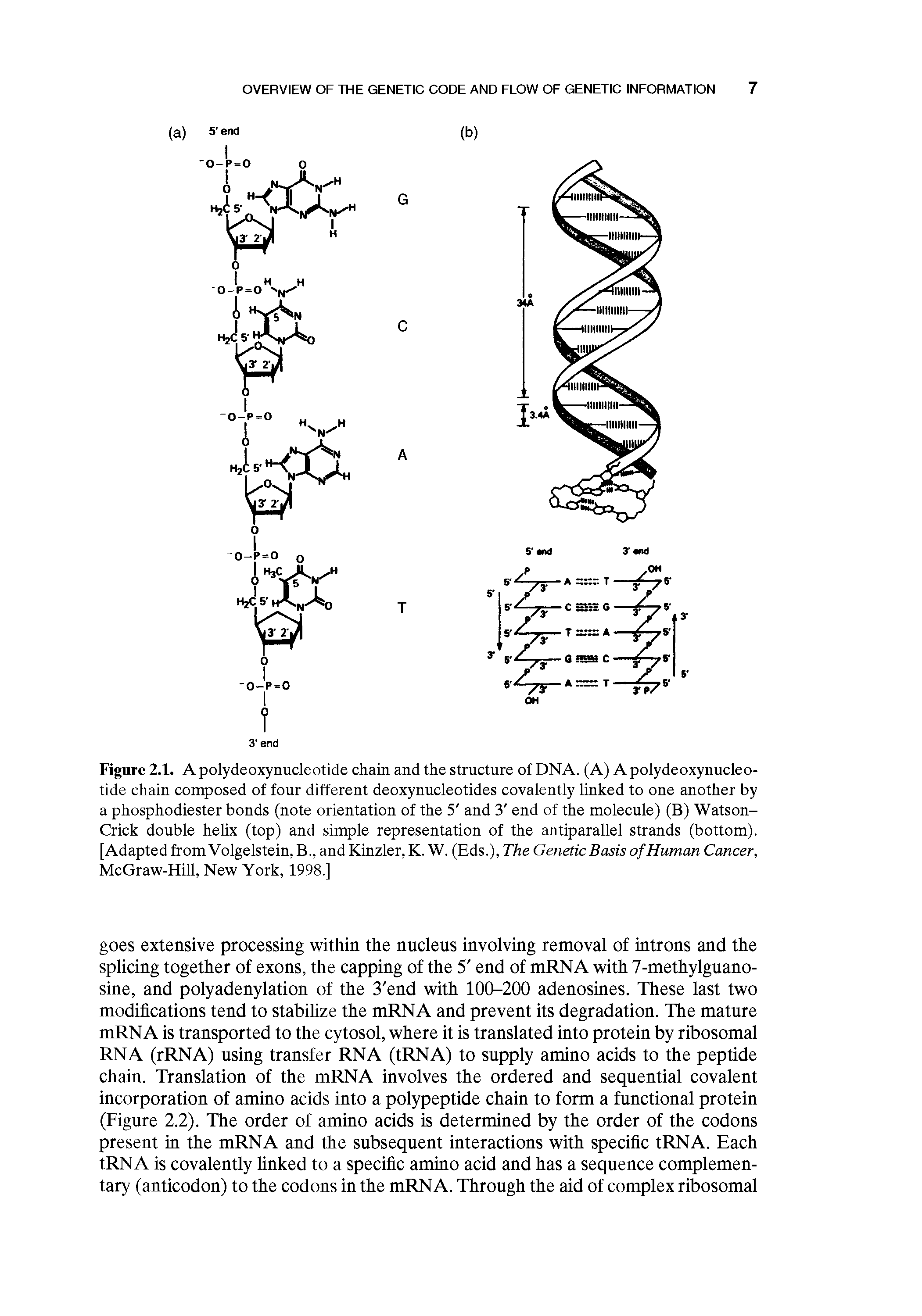 Figure 2.1. A polydeoxynucleotide chain and the structure of DNA. (A) A polydeoxynucleo-tide chain composed of four different deoxynucleotides covalently linked to one another by a phosphodiester bonds (note orientation of the 5 and 3 end of the molecule) (B) Watson-Crick double helix (top) and simple representation of the antiparallel strands (bottom). [Adapted from Volgelstein, B., and Kinzler, K. W. (Eds.), The Genetic Basis of Human Cancer, McGraw-Hill, New York, 1998.]...