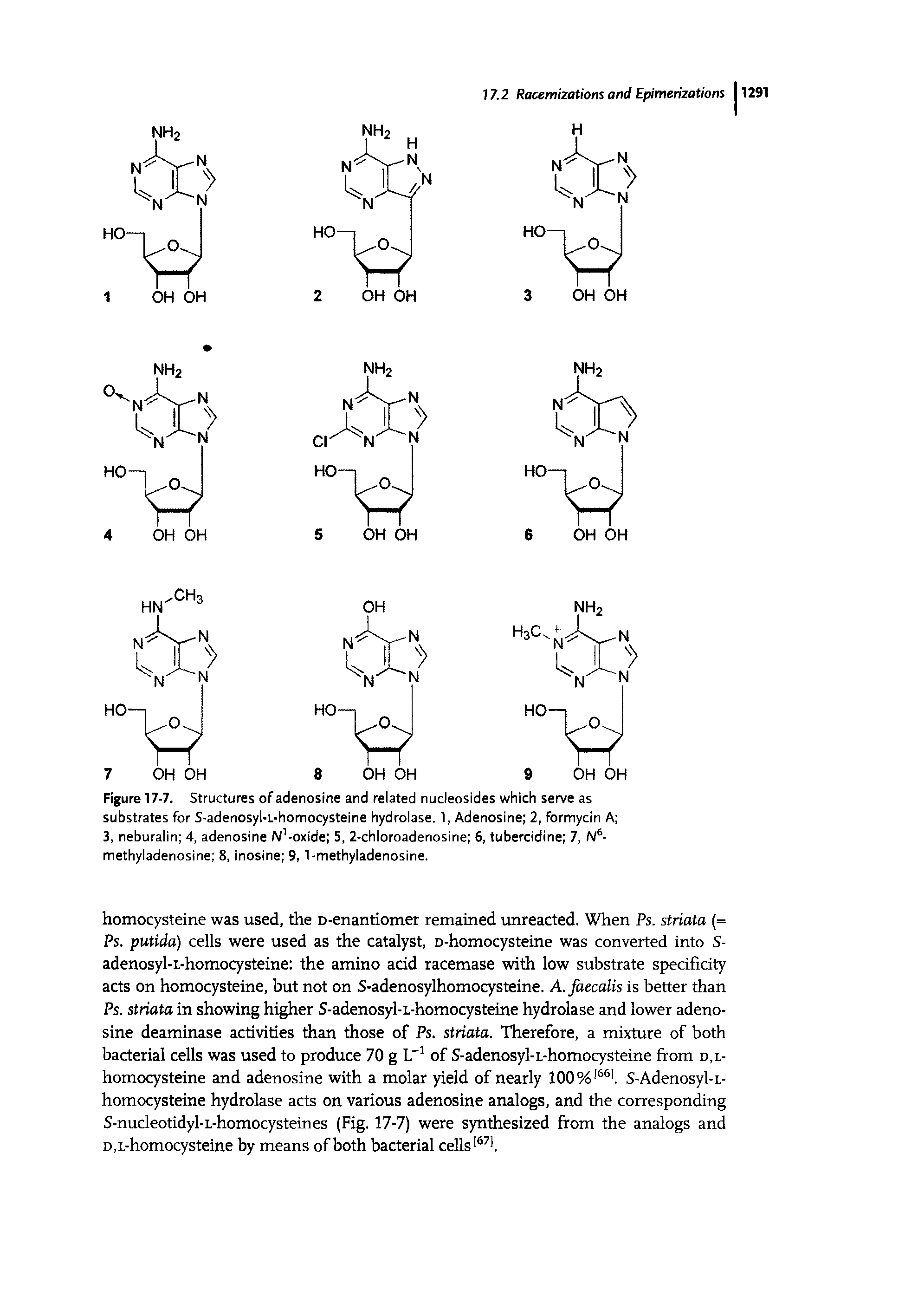 Figure 17-7. Structures of adenosine and related nucleosides which serve as substrates for S-adenosyl-L-homocysteine hydrolase. 1, Adenosine 2, formycin A 3, neburalin 4, adenosine Af-oxide 5, 2-chloroadenosine 6, tubercidine 7, N6-methyladenosine 8, inosine 9, 1-methyladenosine.