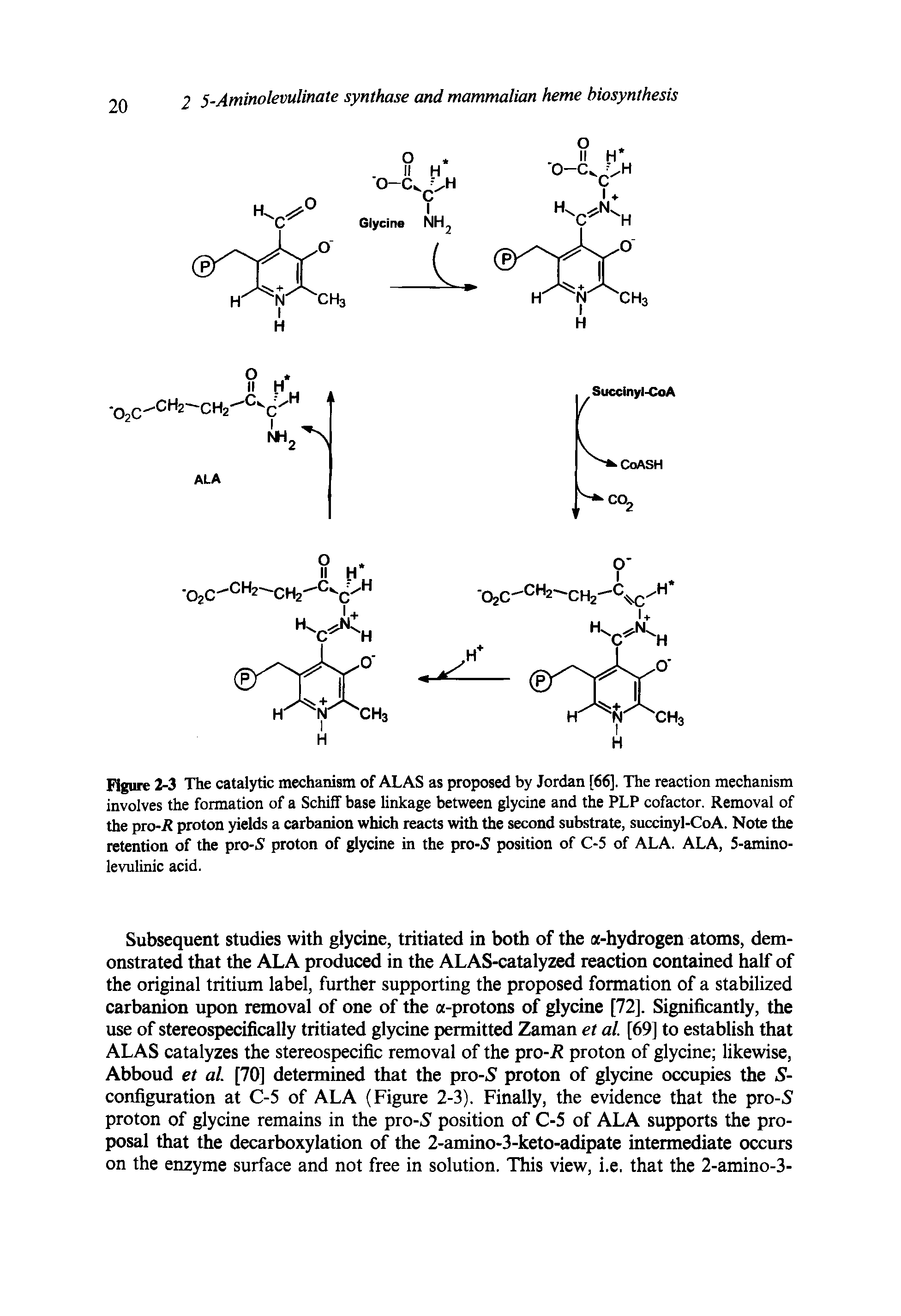 Figure 2-3 The catalytic mechanism of ALAS as proposed by Jordan [66], The reaction mechanism involves the formation of a Schiff base linkage between glycine and the PLP cofactor. Removal of the pio-R proton yields a carbanion which reacts with the second substrate, succinyl-CoA. Note the retention of the pro-5 proton of glycine in the pro-5 position of C-5 of ALA. ALA, 5-amino-levulinic acid.