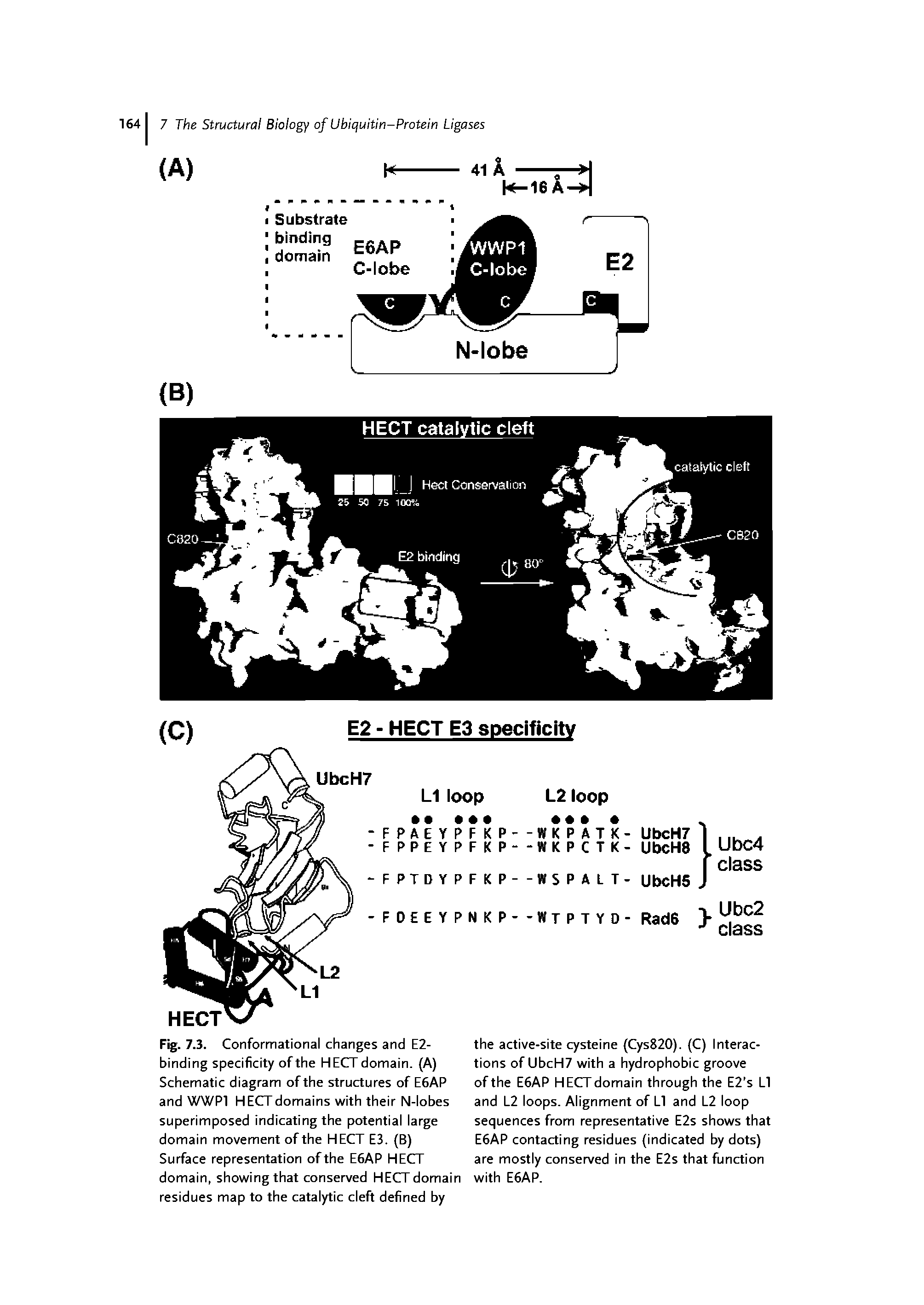 Fig. 7.3. Conformational changes and E2-binding specificity of the HECTdomain. (A) Schematic diagram of the structures of E6AP and WWPl HECT domains with their N-lobes superimposed indicating the potential large domain movement of the HECT E3. (B)...