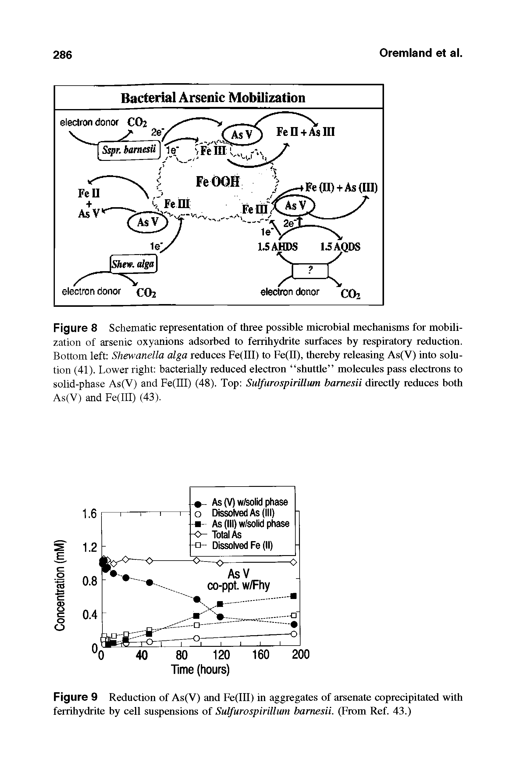 Figure 8 Schematic representation of three possible microbial mechanisms for mobilization of arsenic oxyanions adsorbed to ferrihydrite surfaces by respiratory reduction. Bottom left Shewanella alga reduces Fe(lll) to Fe(It), thereby releasing As(V) into solution (41). Lower right bacterially reduced electron shuttle molecules pass electrons to solid-phase As(V) and Fe(III) (48). Top Sulfiirospirillum bamesii directly reduces both As(V) and Fe(III) (43).