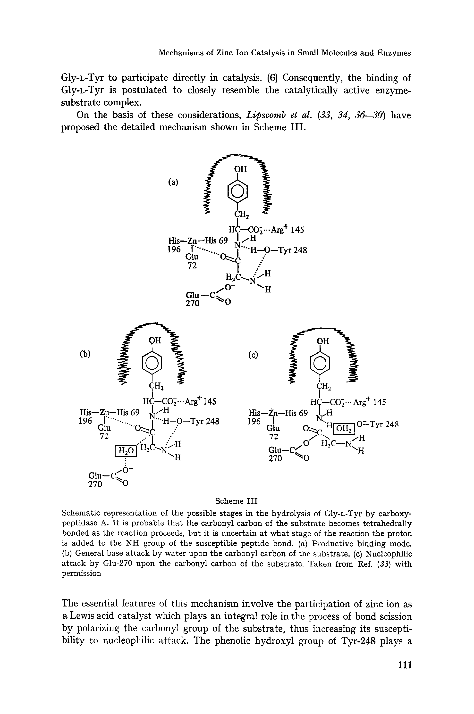 Schematic representation of the possible stages in the hydrolysis of Gly-L-Tyr by carboxy-peptidase A. It is probable that the carbonyl carbon of the substrate becomes tetrahedrally bonded as the reaction proceeds, but it is uncertain at what stage of the reaction the proton is added to the NH group of the susceptible peptide bond, (a) Productive binding mode, (b) General base attack by water upon the carbonyl carbon of the substrate, (c) Nucleophilic attack by Glu-270 upon the carbonyl carbon of the substrate. Taken from Ref. [33) with permission...