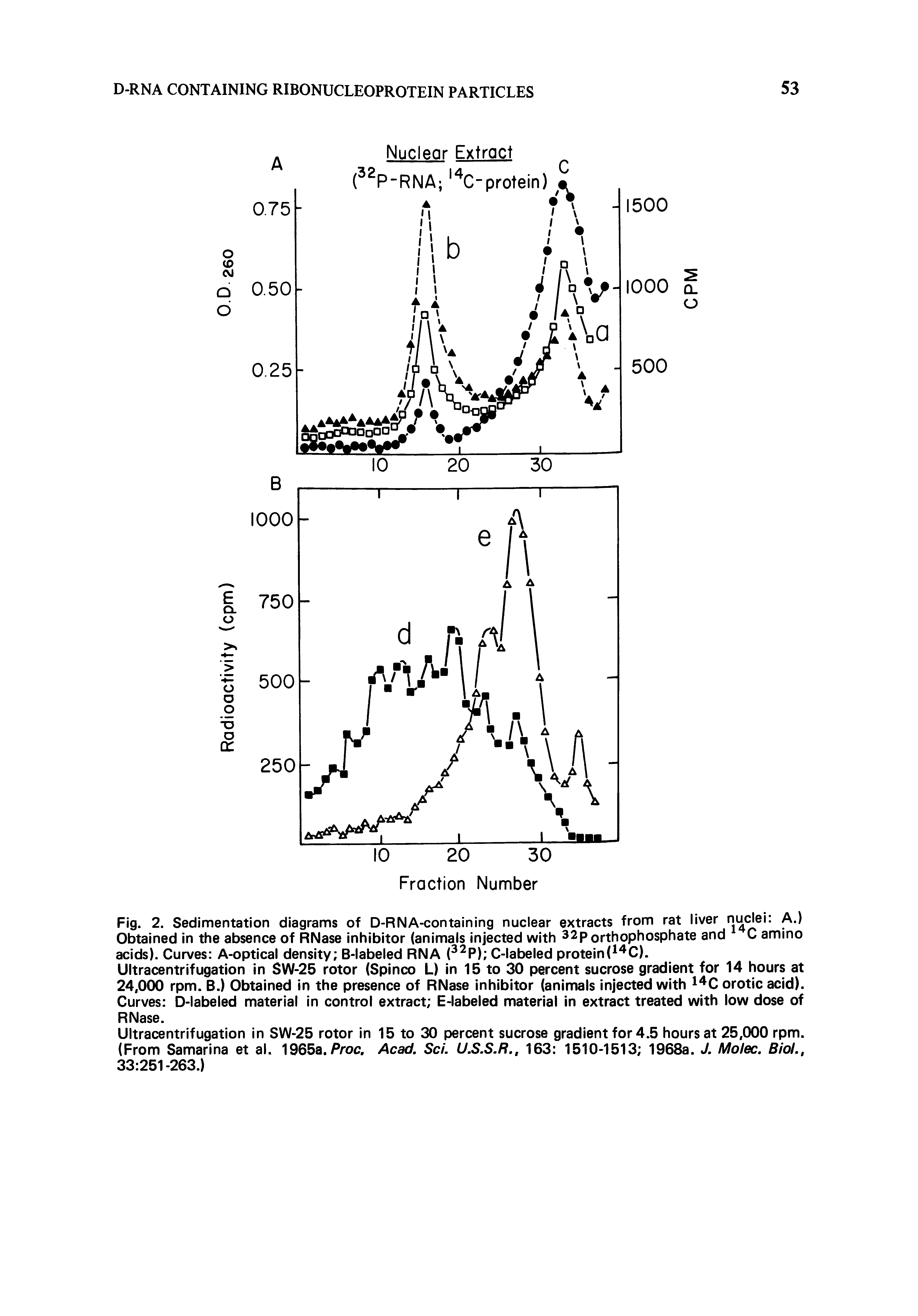 Fig. 2. Sedimentation diagrams of D-RNA-containing nuclear extracts from rat liver nuclei A.) Obtained in the absence of RNase inhibitor (animals injected with 32porthophosphate and C amino acids). Curves A-optical density B-labeled RNA ( P) C-labeled protein( C).