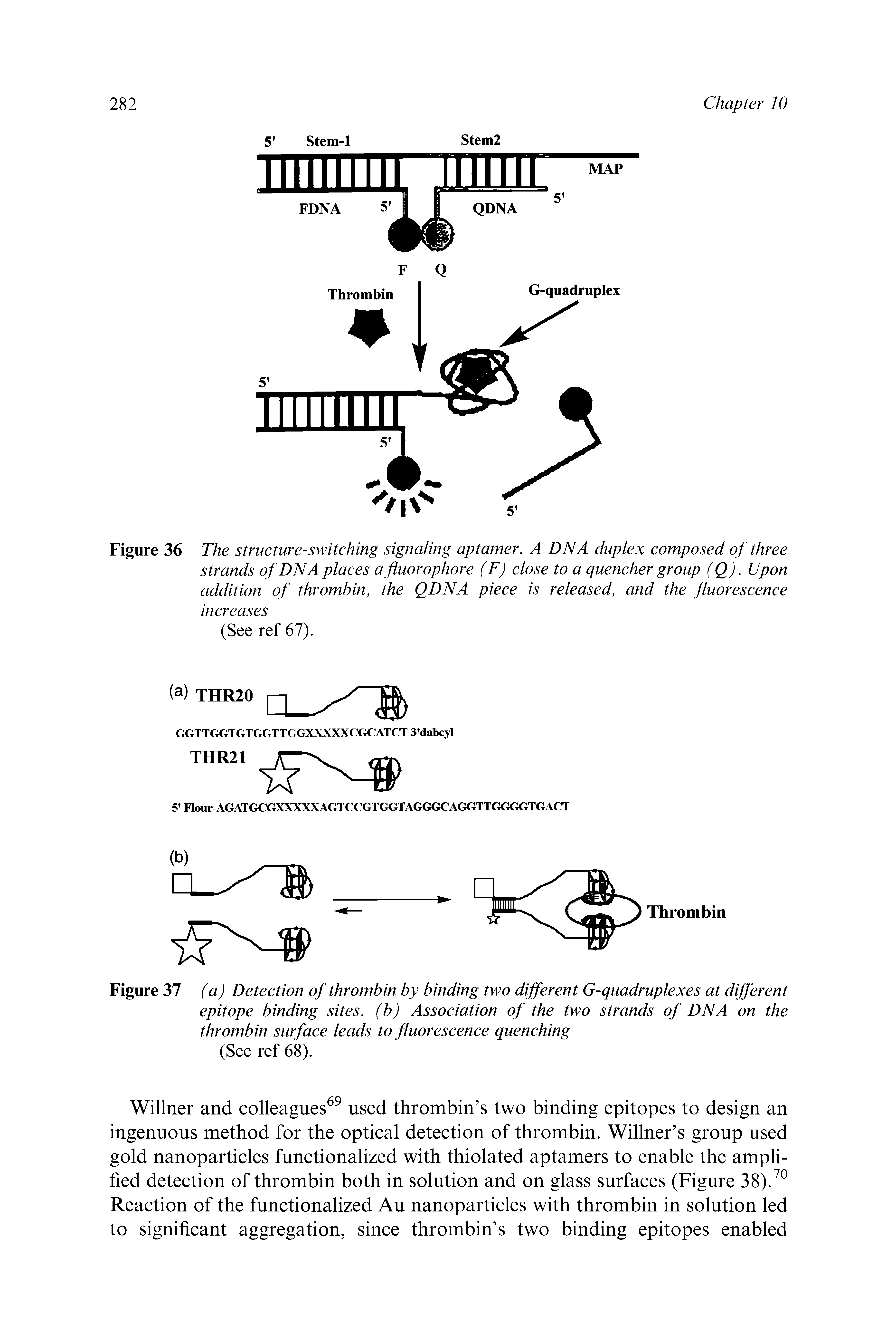 Figure 36 The structure-switching signaling aptamer. A DNA duplex composed of three strands of DNA places a fluorophore (F) close to a quencher group (Q). Upon addition of thrombin, the QDNA piece is released, and the fluorescence increases (See ref 67).