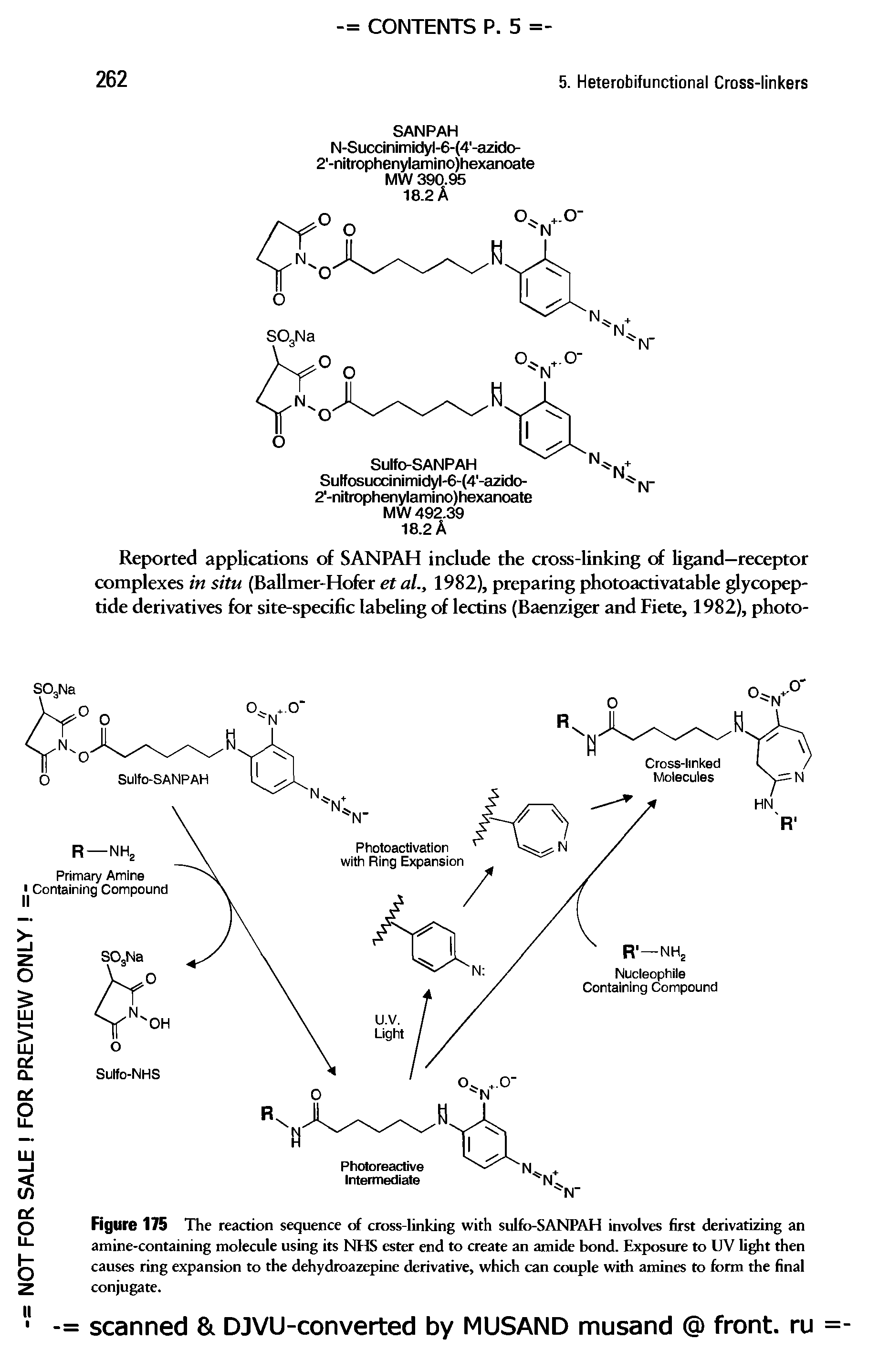 Figure 175 The reaction sequence of cross-linking with sulfo-SANPAH involves first derivatizing an amine-containing molecule using its NHS ester end to create an amide bond. Exposure to UV light then causes ring expansion to the dehydroazepine derivative, which can couple with amines to form the final conjugate.