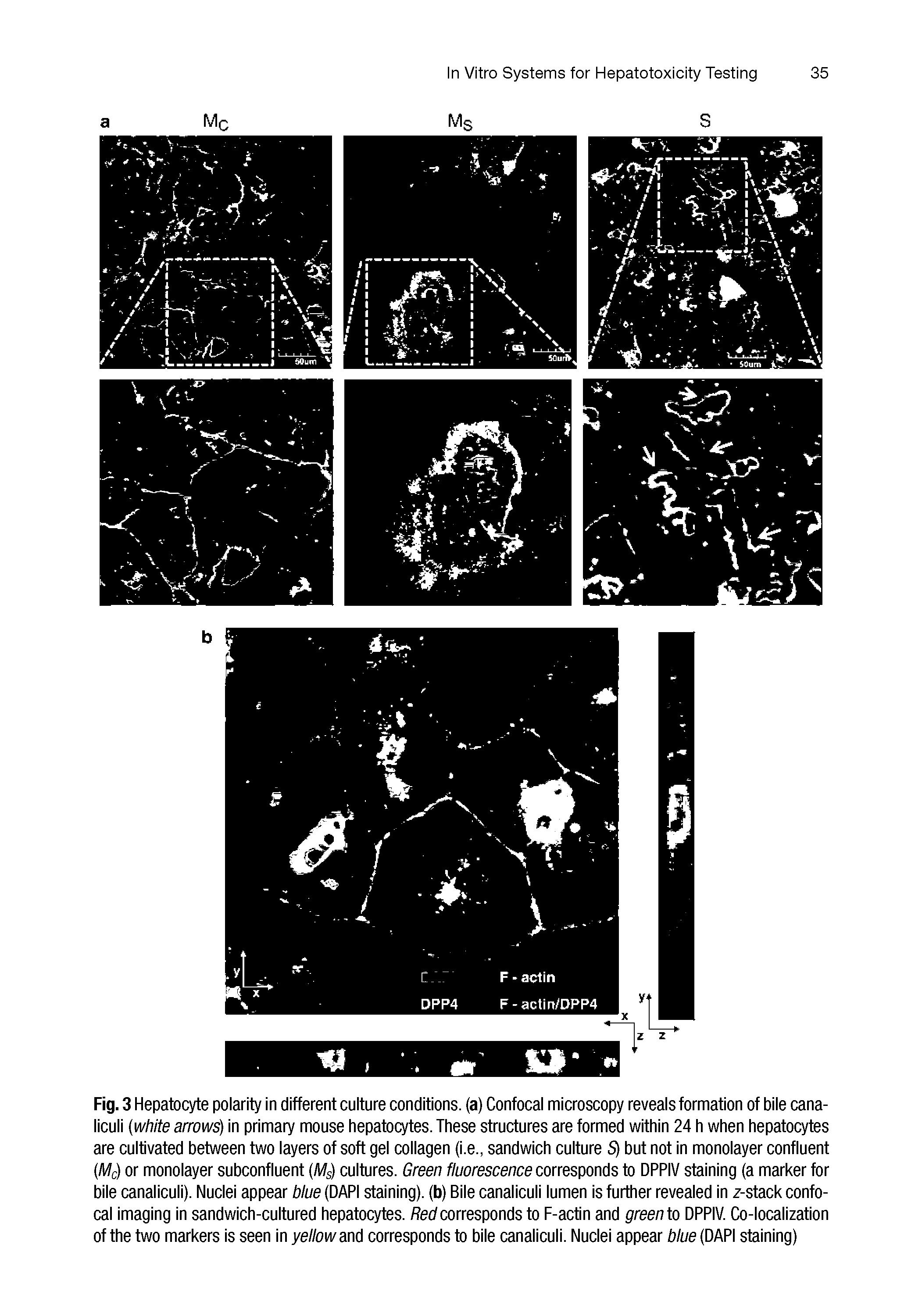 Fig. 3 Hepatocyte polarity in different culture conditions, (a) Confocal microscopy reveals formation of bile cana-liculi (white arrows) in primary mouse hepatocytes. These structures are formed within 24 h when hepatocytes are cultivated between two layers of soft gel collagen (i.e., sandwich culture S) but not in monolayer confluent (Mc) or monolayer subconfluent (Ms) cultures. Green fluorescence corresponds to DPPIV staining (a marker for bile canaliculi). Nuclei appear blue (DAPI staining), (b) Bile canaliculi lumen is further revealed in z-stack confocal imaging in sandwich-cultured hepatocytes. Red corresponds to F-actin and green to DPPIV. Co-localization of the two markers is seen in yellow and corresponds to bile canaliculi. Nuclei appear blue (DAPI staining)...