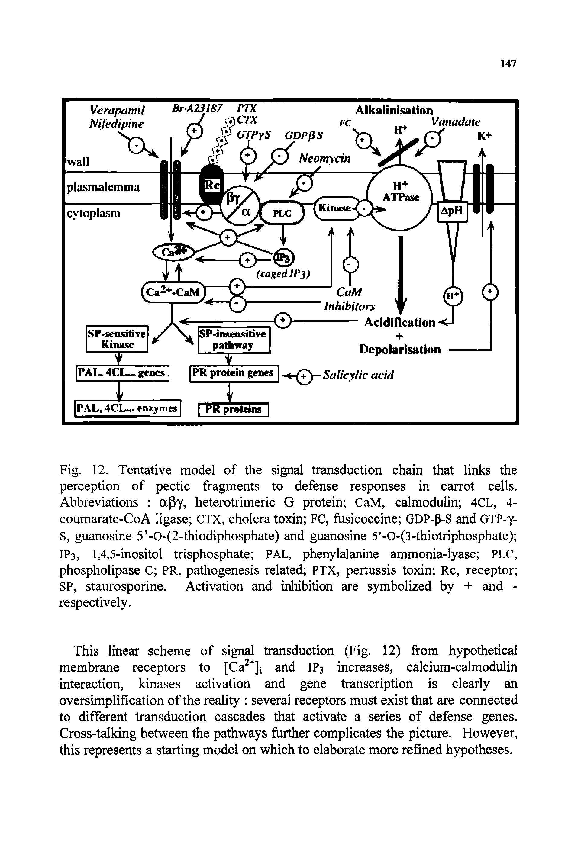 Fig. 12. Tentative model of the signal transduction chain that links the perception of pectic fragments to defense responses in carrot cells. Abbreviations apy, heterotrimeric G protein CaM, calmodulin 4CL, 4-coumarate-CoA ligase CTX, cholera toxin FC, fusicoccine GDP-P-S and GTP-y-S, guanosine 5 -0-(2-thiodiphosphate) and guanosine 5 -0-(3-thiotriphosphate) IP3, 1,4,5-inositol trisphosphate PAL, phenylalanine ammonia-lyase PLC, phospholipase C PR, pathogenesis related PTX, pertussis toxin Rc, receptor SP, staurosporine. Activation and inhibition are symbolized by + and -respectively.