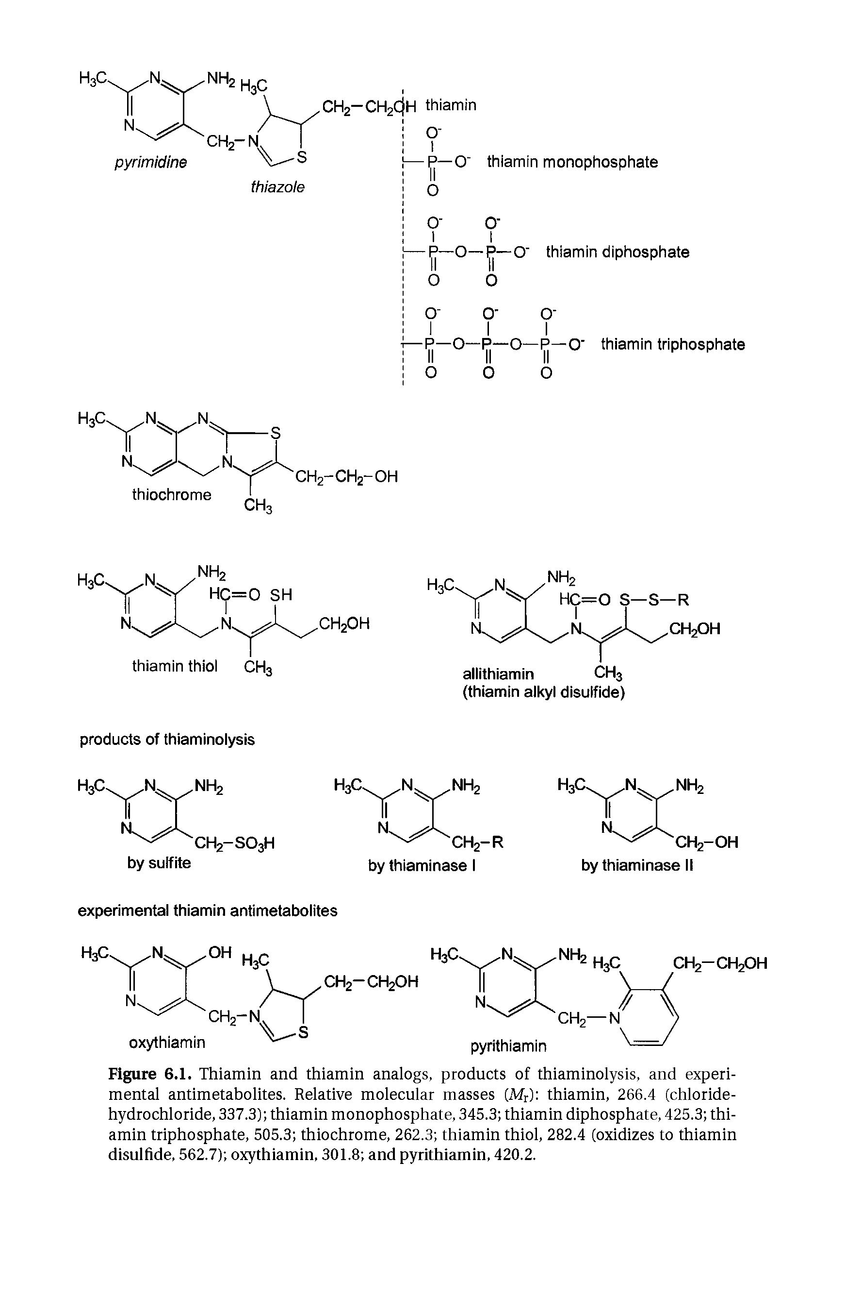 Figure 6.1. Thiamin and thiamin anaiogs, products of thiaminoiysis, and experi-mentai antimetahoiites. Reiative moiecuiar masses (Mr) thiamin, 266.4 (chioride-hydrochioride, 337.3) thiamin monophosphate, 345.3 thiamin diphosphate, 425.3 thiamin triphosphate, 505.3 thiochrome, 262.3 thiamin thioi, 282.4 (oxidizes to thiamin disuifide, 562.7) oxythiamin, 301.8 and pyrithiamin, 420.2.