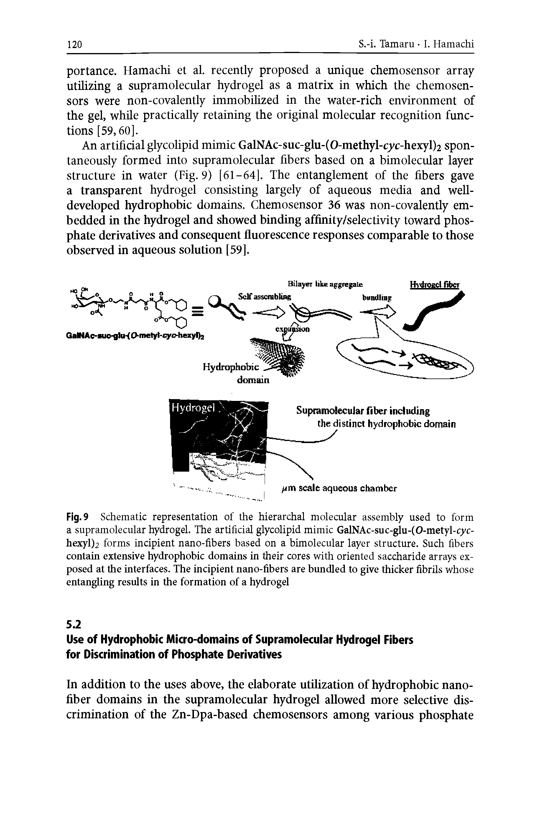 Fig. 9 Schematic representation of the hierarchal molecular assembly used to form a supramolecular hydrogel. The artificial glycolipid mimic GalNAc-suc-glu-lO-metyl-cyc-hexyl) forms incipient nano-fibers based on a bimolecular layer structure. Such fibers contain extensive hydrophobic domains in their cores with oriented saccharide arrays exposed at the interfaces. The incipient nano-fibers are bimdled to give thicker fibrils whose entangling results in the formation of a hydrogel...