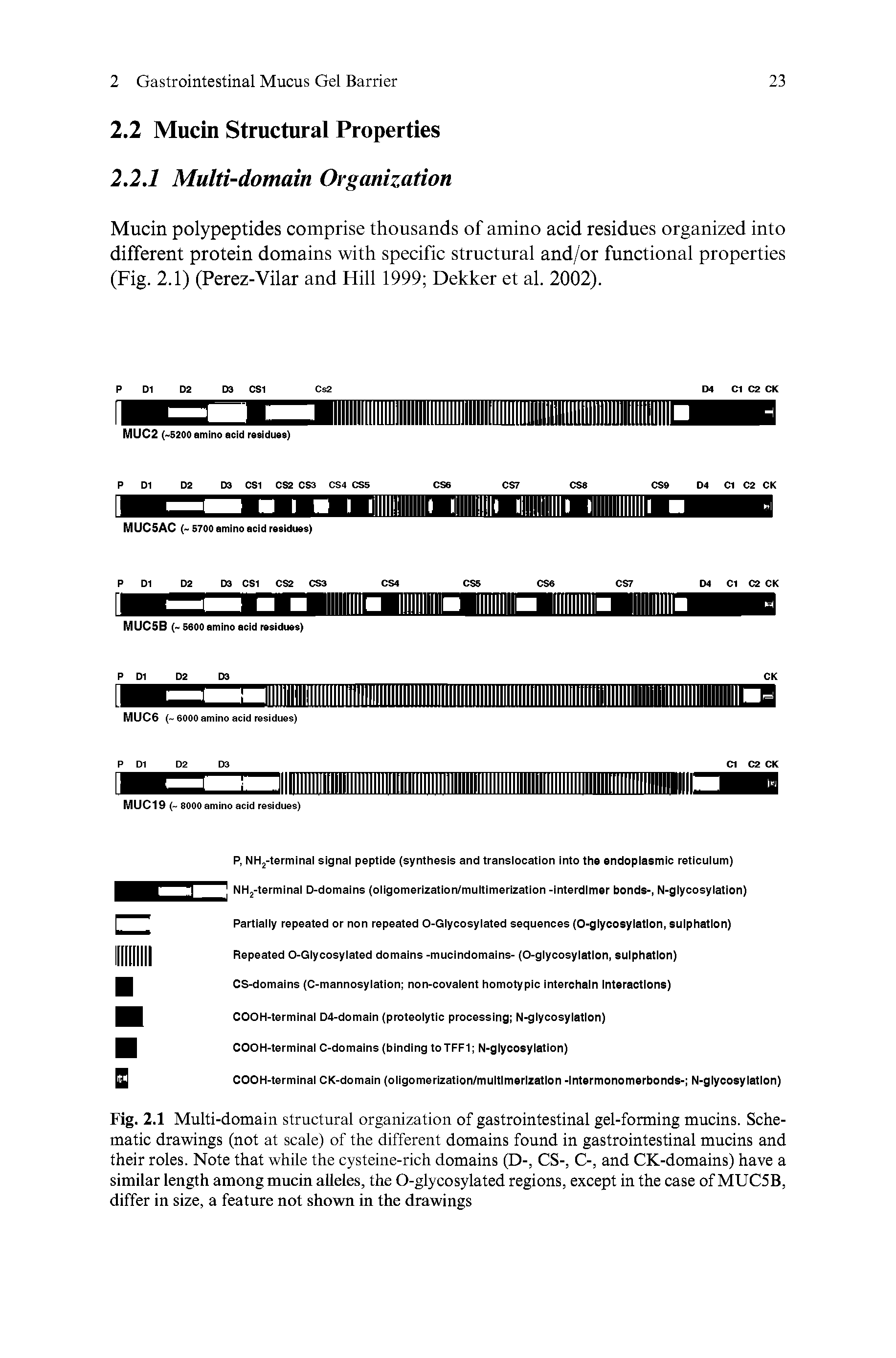 Fig. 2.1 Multi-domain structural organization of gastrointestinal gel-forming mucins. Schematic drawings (not at scale) of the different domains found in gastrointestinal mucins and their roles. Note that while the cysteine-rich domains (D-, CS-, C-, and CK-domains) have a similar length among mucin alleles, the O-glycosylated regions, except in the case of MUC5B, differ in size, a feature not shown in the drawings...