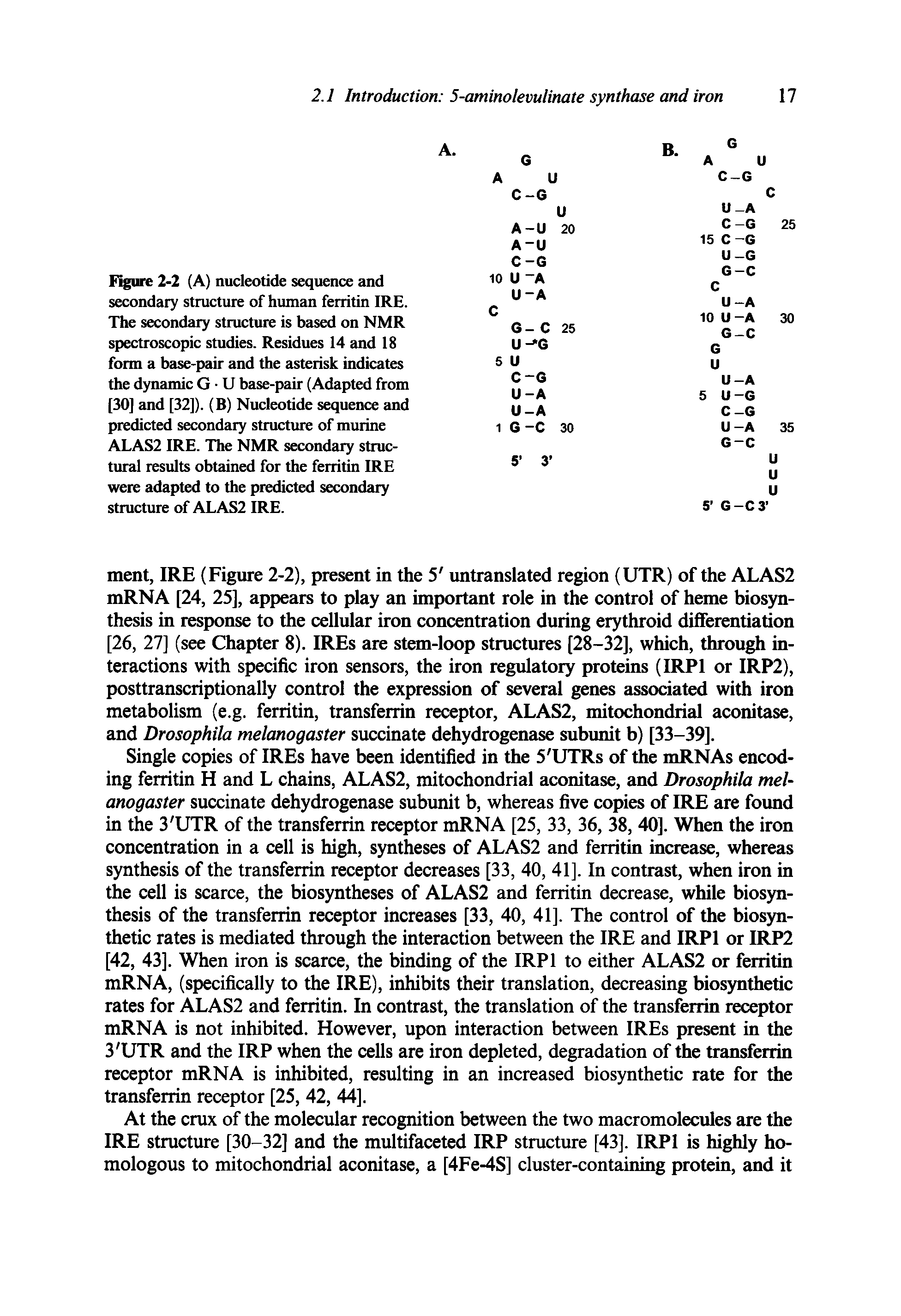 Figure 2-2 (A) nucleotide sequence and secondary structure of human ferritin IRE. The secondary structure is based on NMR spectroscopic studies. Residues 14 and 18 form a base-pair and the asterisk indicates the dynamic G U base-pair (Adapted from [30] and [32]). (B) Nucleotide sequence and predicted secondary structure of murine ALAS2 IRE. The NMR secondary structural results obtained for the ferritin IRE were adapted to the predicted secondary structure of ALAS2 IRE.