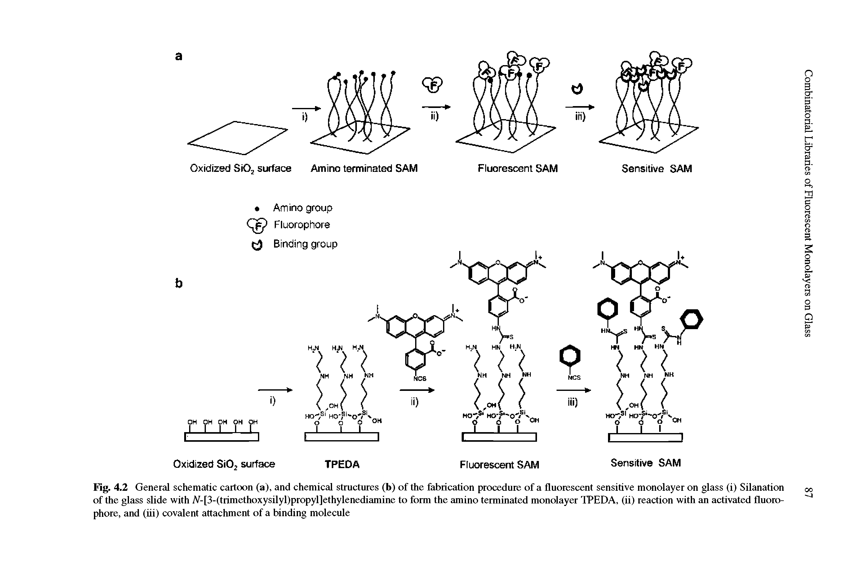Fig. 4.2 General schematic cartoon (a), and chemical structures (b) of the fabrication procedure of a fluorescent sensitive monolayer on glass (i) Silanation of the glass slide with lV-[3-(trimethoxysilyl)propyl]ethylenediamine to form the amino terminated monolayer TPEDA, (ii) reaction with an activated fluoro-phore, and (iii) covalent attachment of a binding molecule...