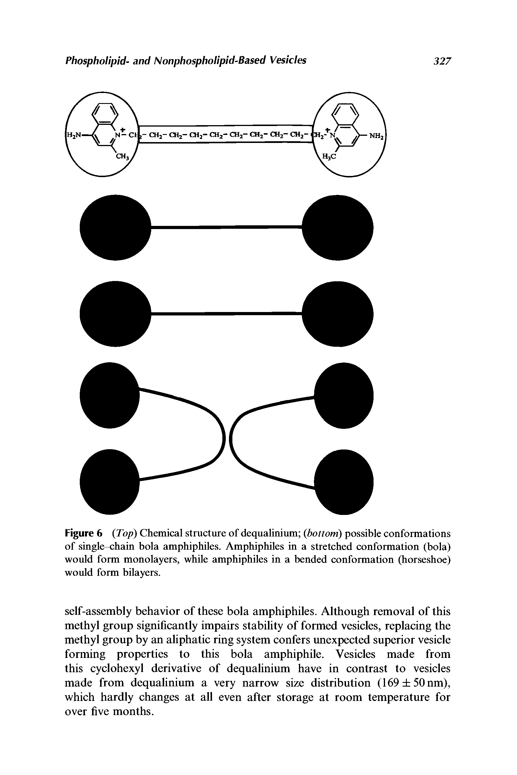 Figure 6 (Top) Chemical structure of dequalinium (bottom) possible conformations of single-chain bola amphiphiles. Amphiphiles in a stretched conformation (bola) would form monolayers, while amphiphiles in a bended conformation (horseshoe) would form bilayers.